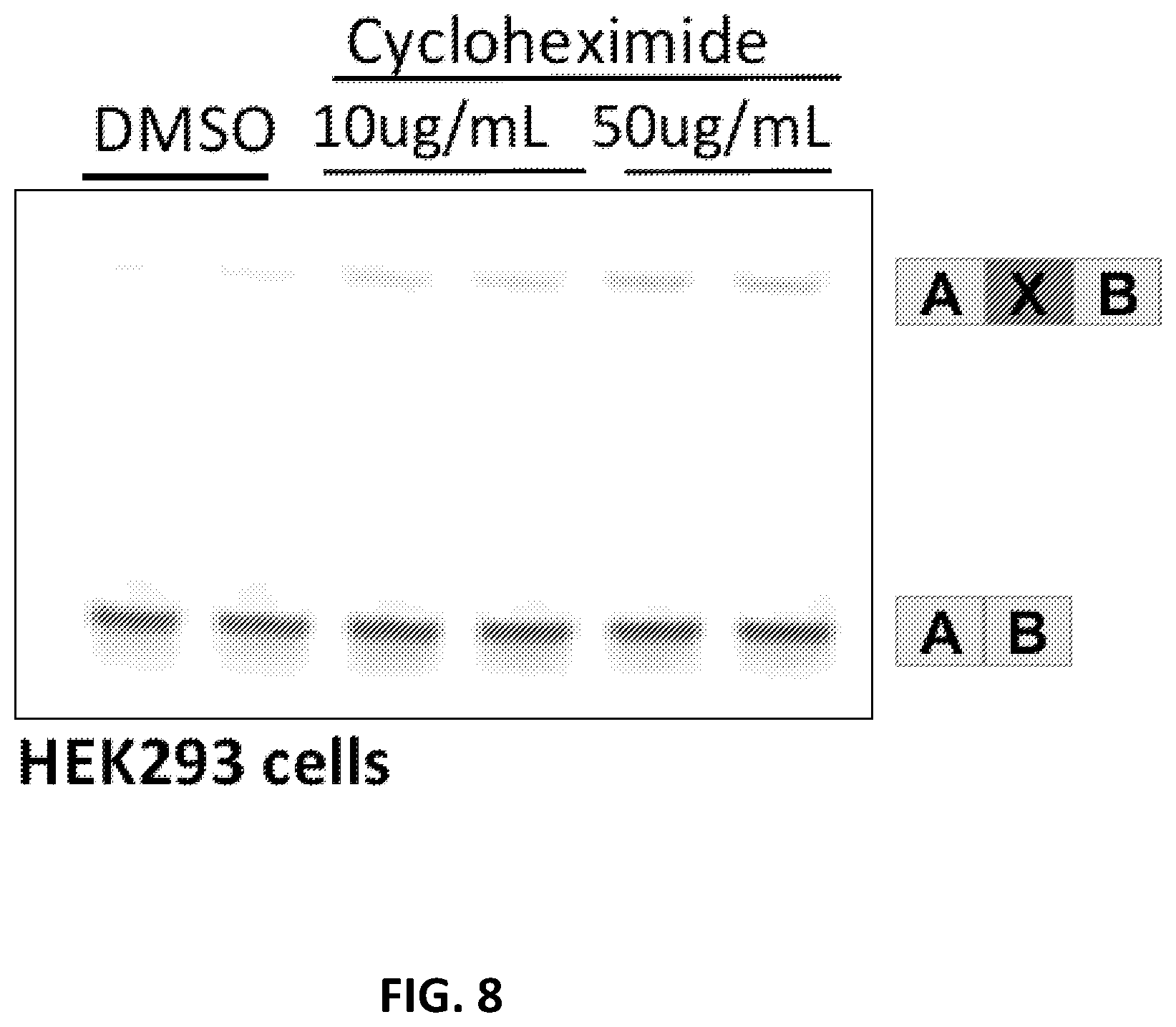 Patent US12338437 Figure 9 – OPA1 antisense oligomers for treatment of conditions and diseases