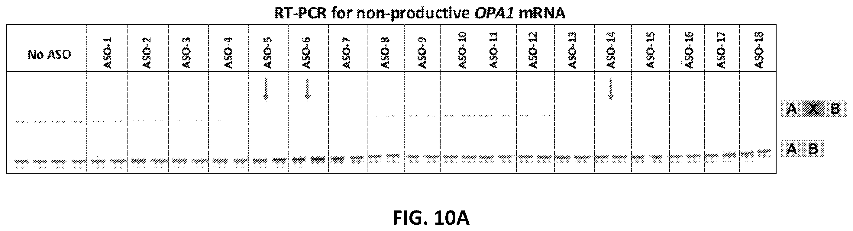 Patent US12338437 Figure 12 – OPA1 antisense oligomers for treatment of conditions and diseases