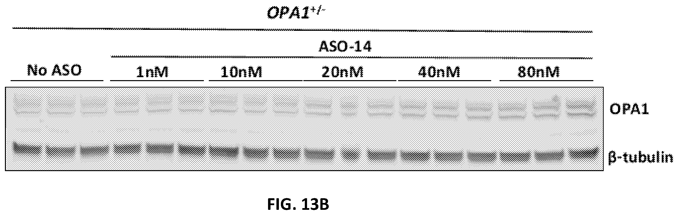 Patent US12338437 Figure 19 – OPA1 antisense oligomers for treatment of conditions and diseases