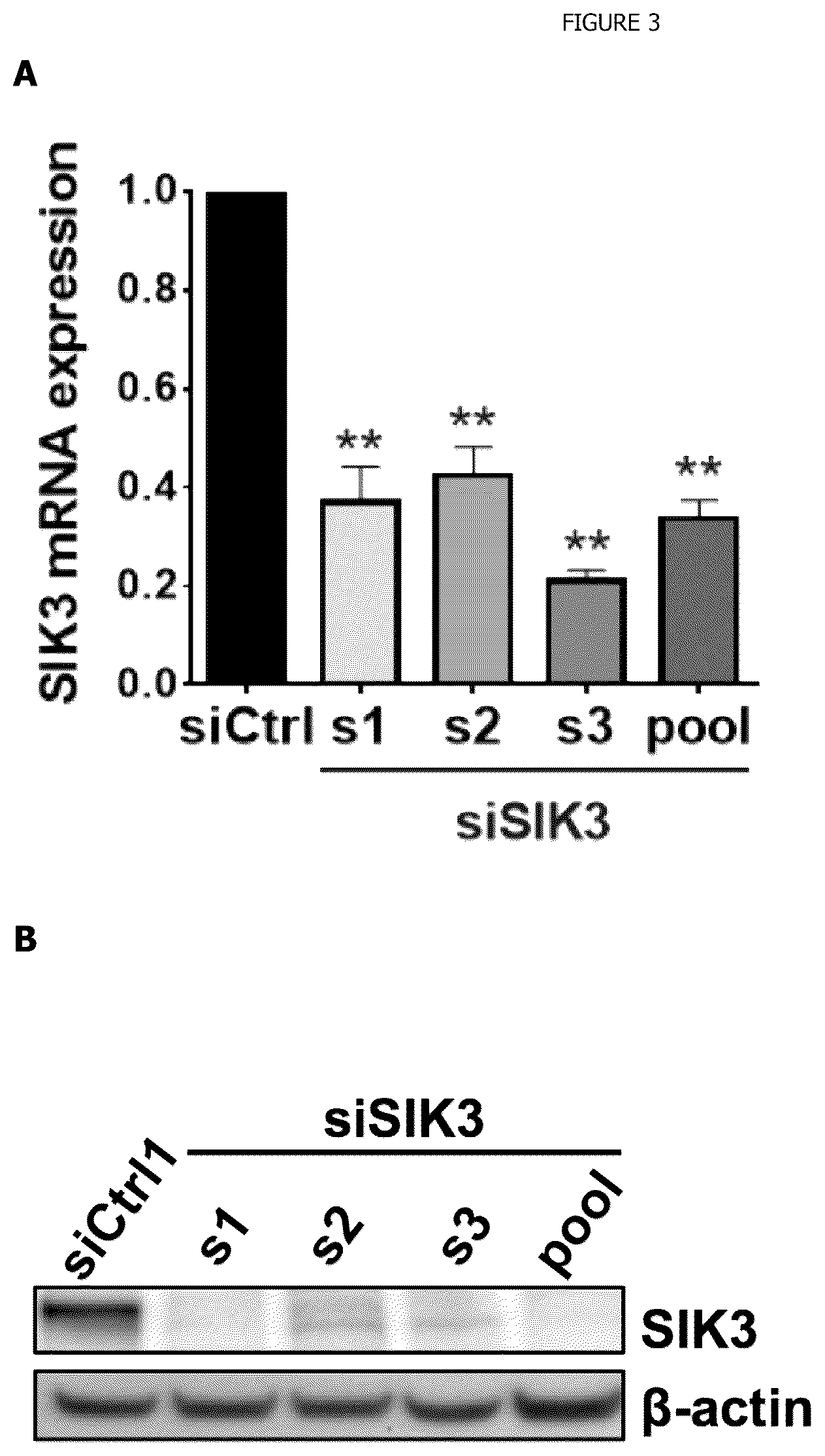 Patent US12338440 Figure 2 – Intracellular kinase associated with resistance against anti-tumour immune responses, and uses thereof