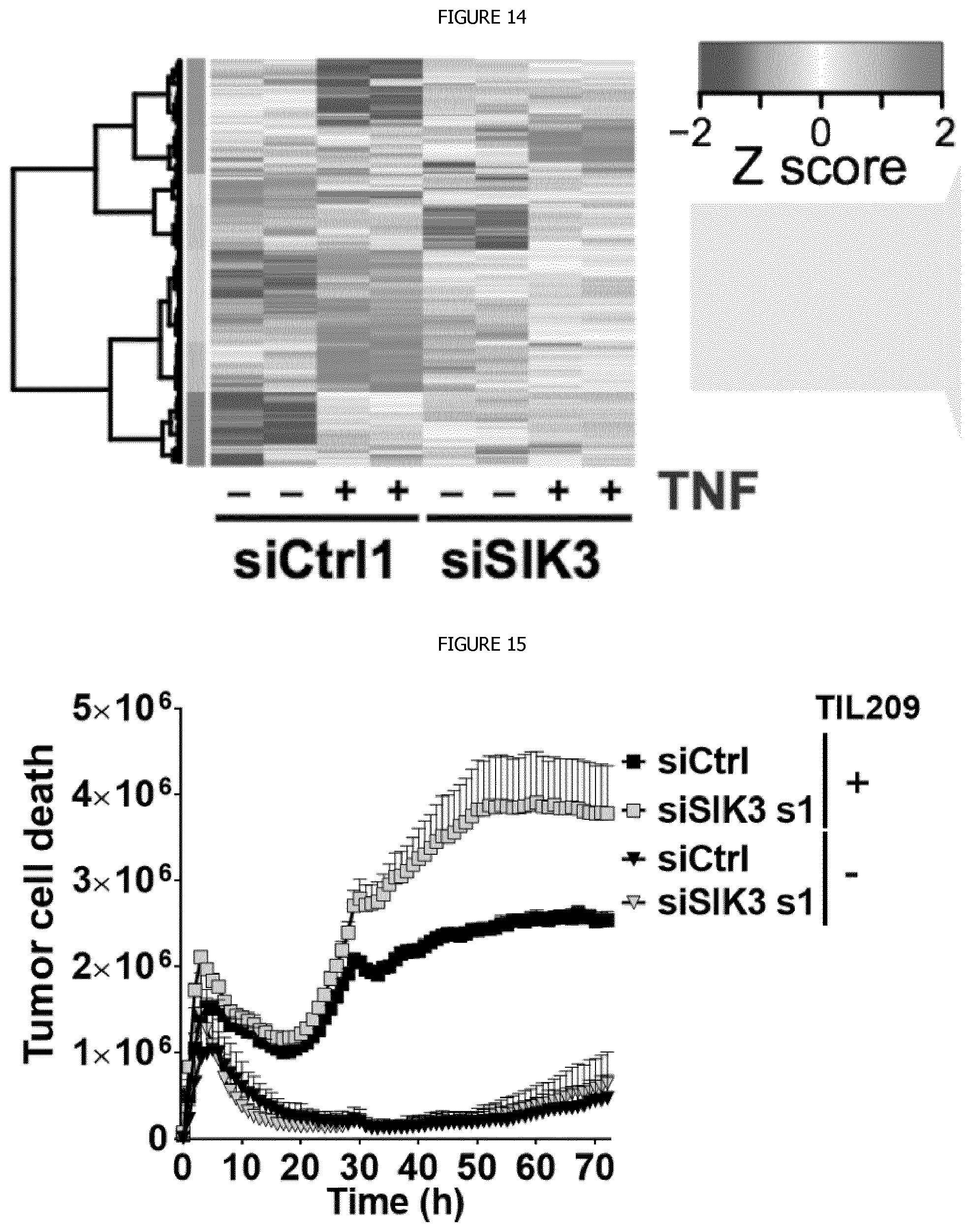 Patent US12338440 Figure 20 – Intracellular kinase associated with resistance against anti-tumour immune responses, and uses thereof