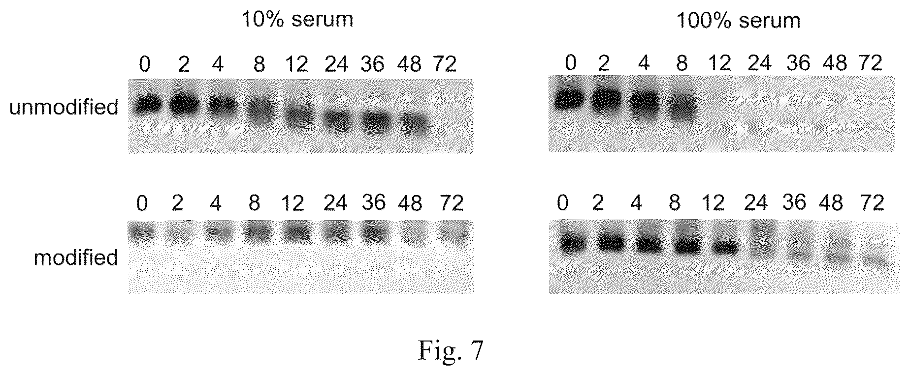 Patent US12338441 Figure 9 – Aptamer for sclerostin and use thereof