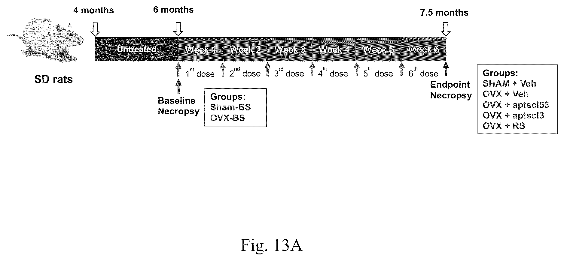 Patent US12338441 Figure 15 – Aptamer for sclerostin and use thereof