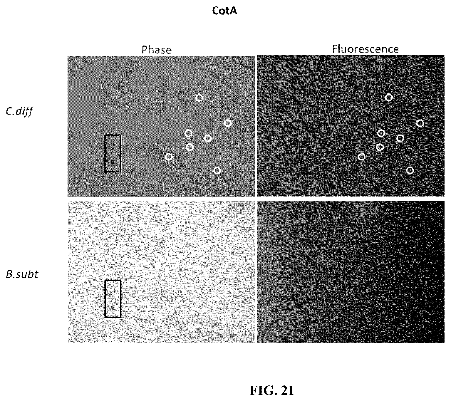 Patent US12338442 Figure 15 – Aptamers against clostridium difficile