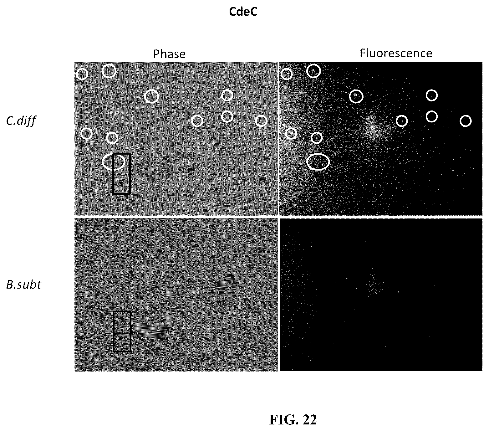 Patent US12338442 Figure 16 – Aptamers against clostridium difficile