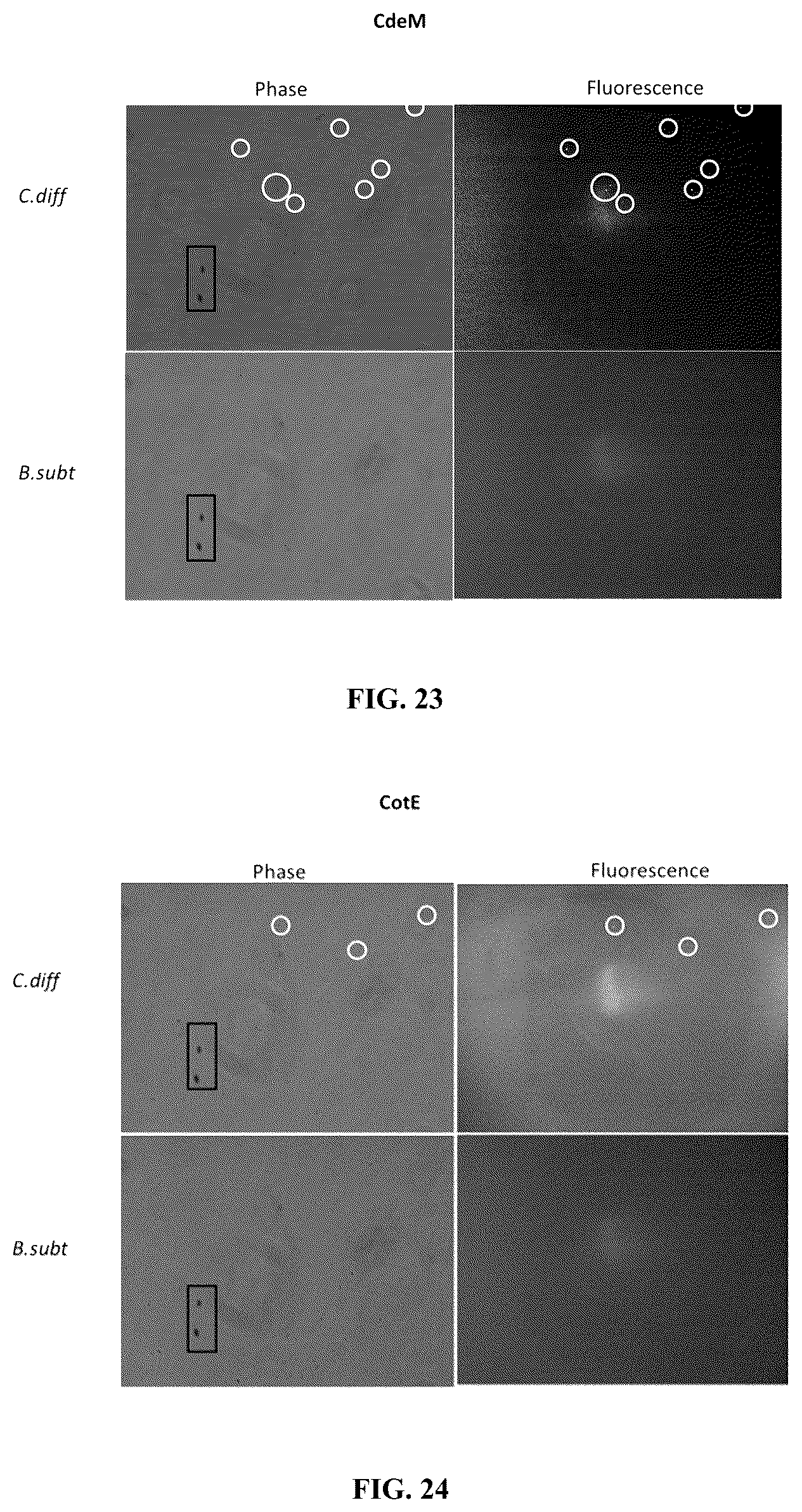 Patent US12338442 Figure 17 – Aptamers against clostridium difficile