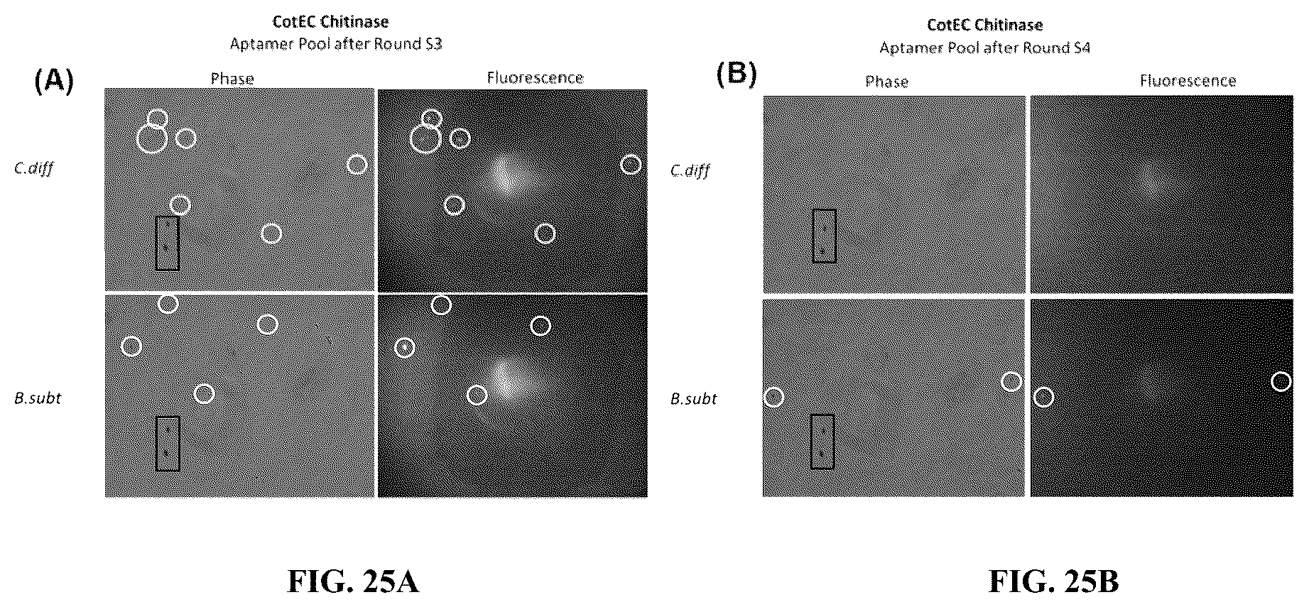 Patent US12338442 Figure 18 – Aptamers against clostridium difficile