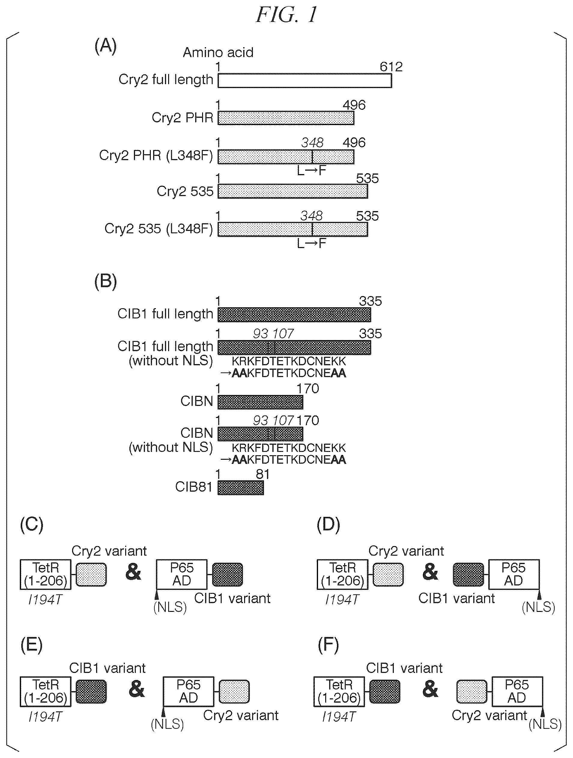Patent US12338443 Figure 1 – Photoactivatable Tet expression control system