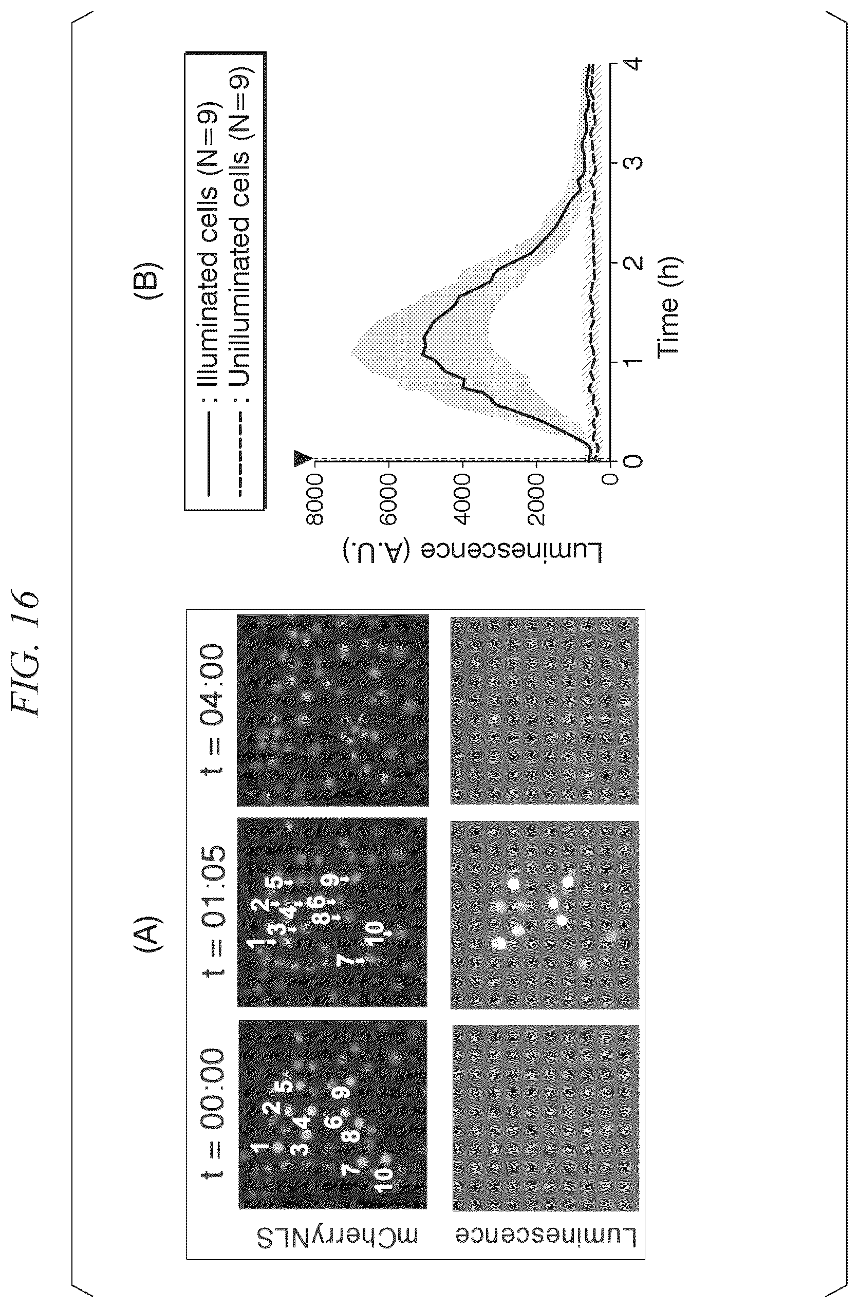 Patent US12338443 Figure 10 – Photoactivatable Tet expression control system