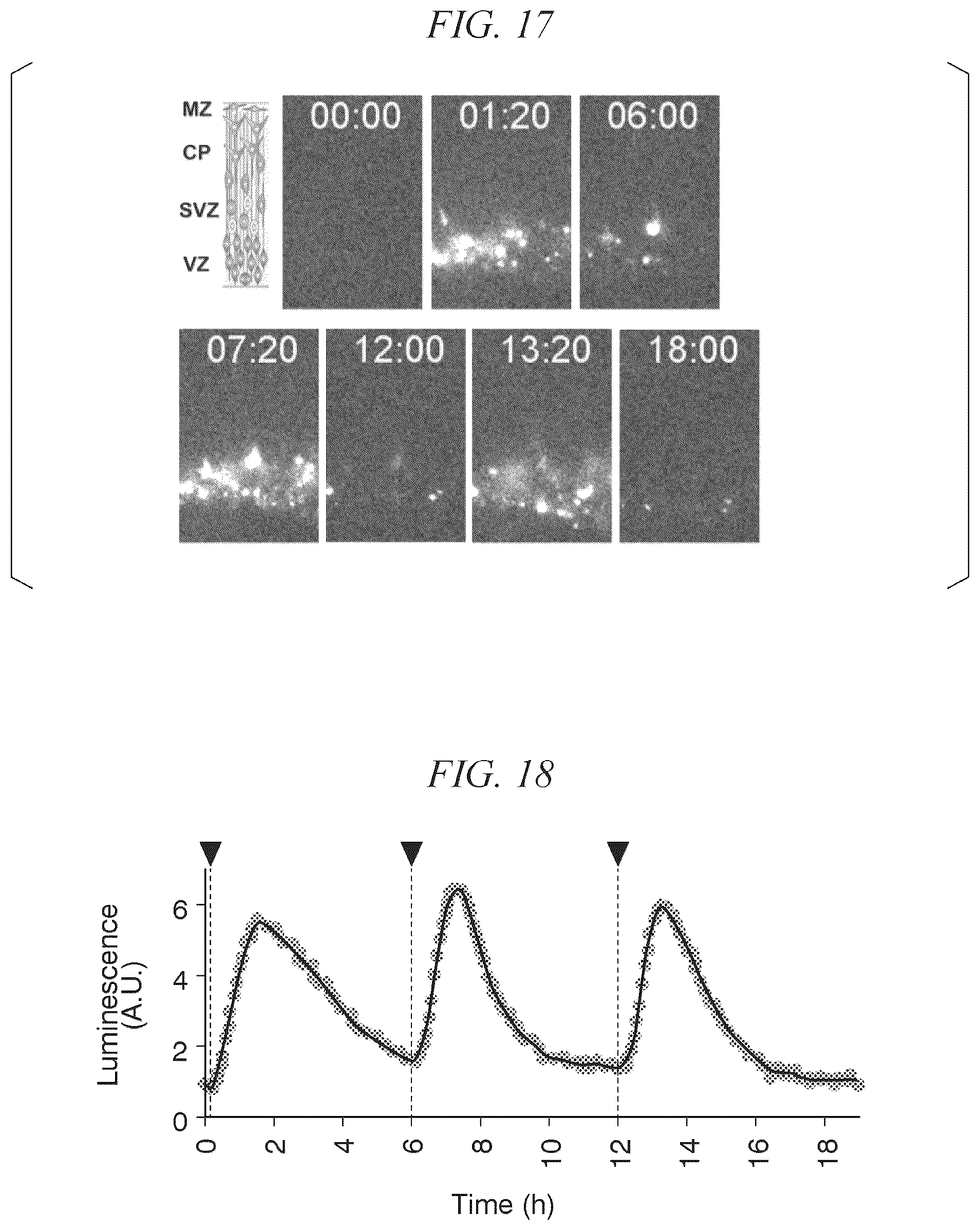 Patent US12338443 Figure 11 – Photoactivatable Tet expression control system