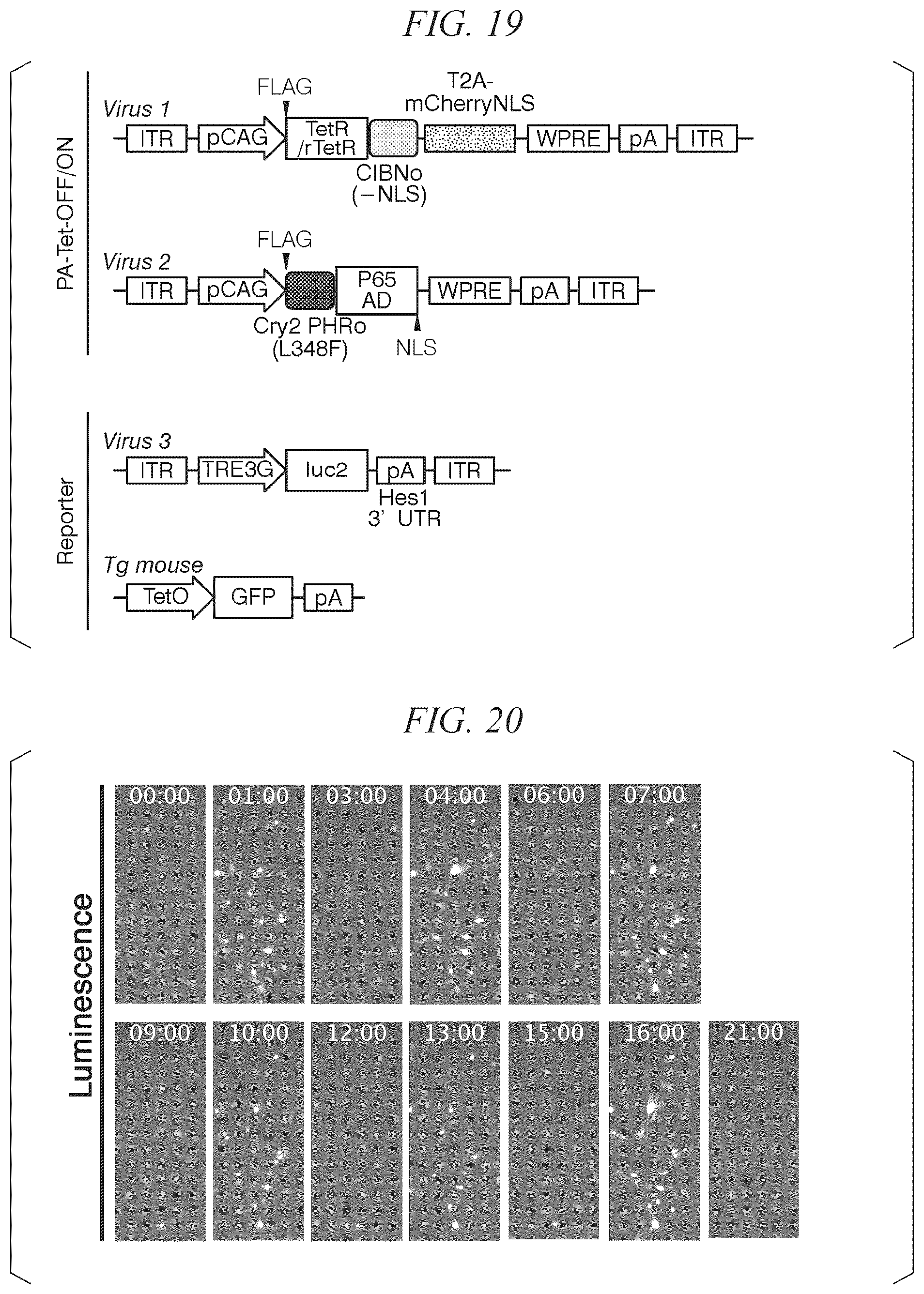 Patent US12338443 Figure 12 – Photoactivatable Tet expression control system
