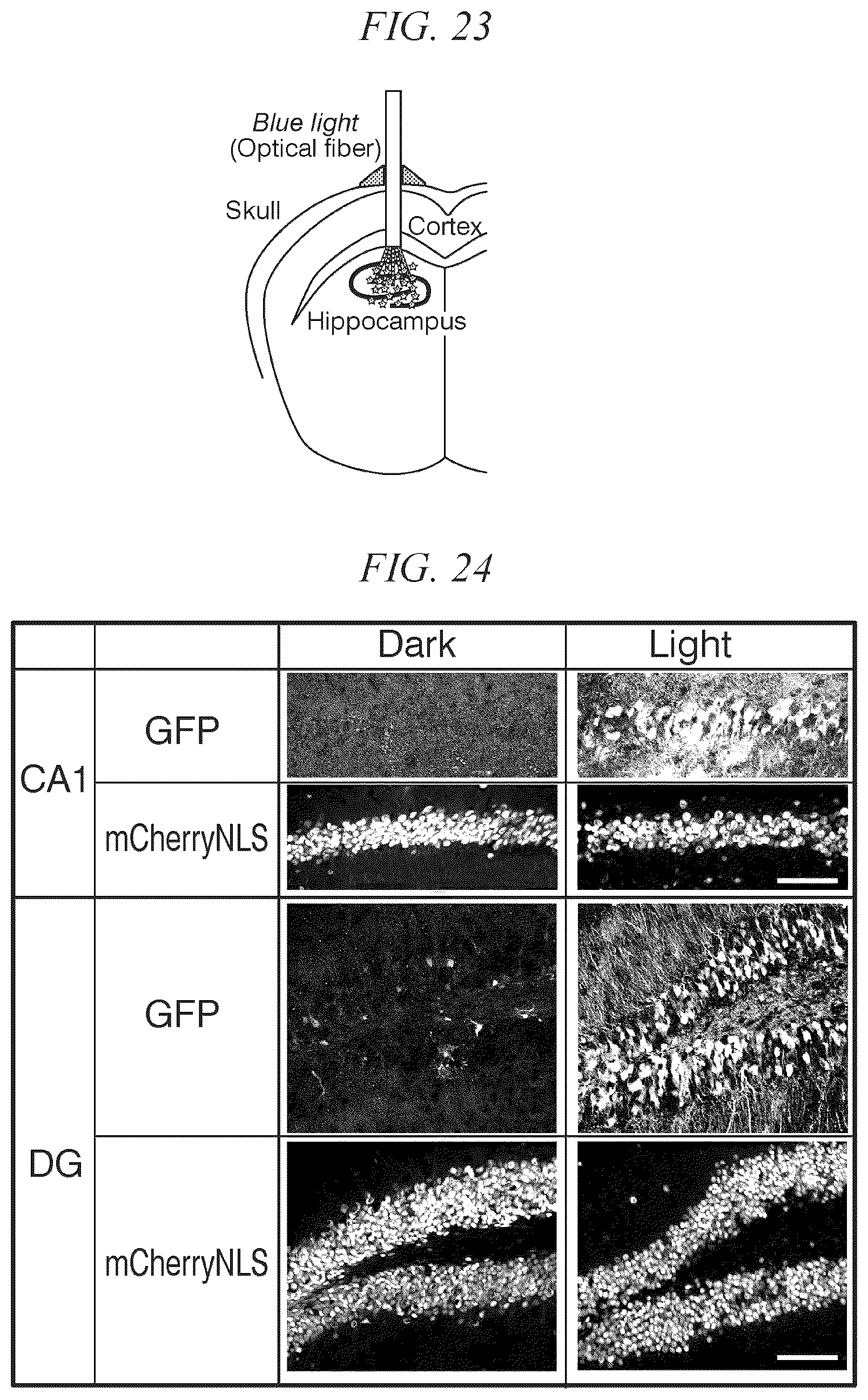 Patent US12338443 Figure 14 – Photoactivatable Tet expression control system