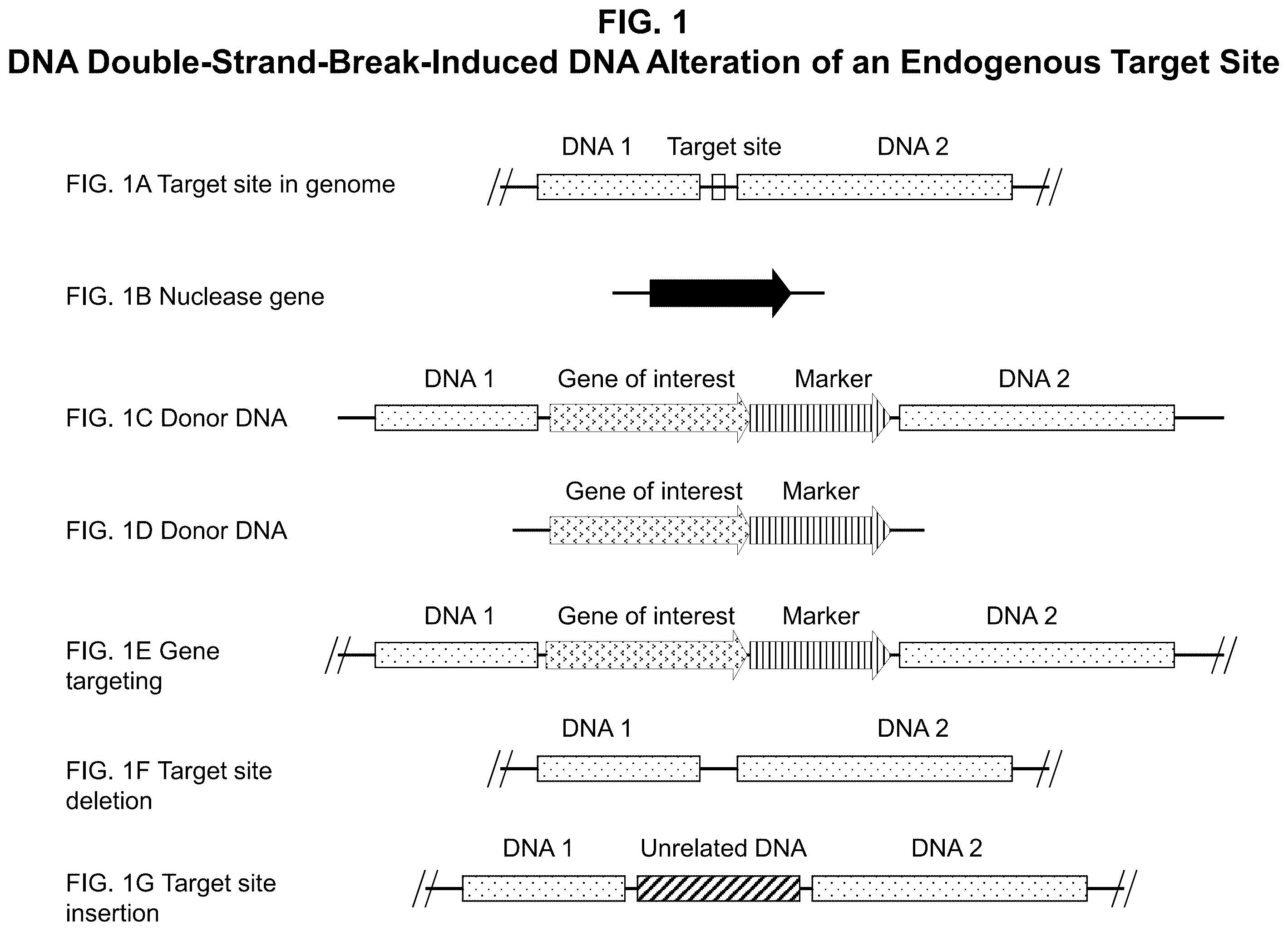 Patent US12338444 Figure 1 – Methods for producing a complex transgenic trait locus