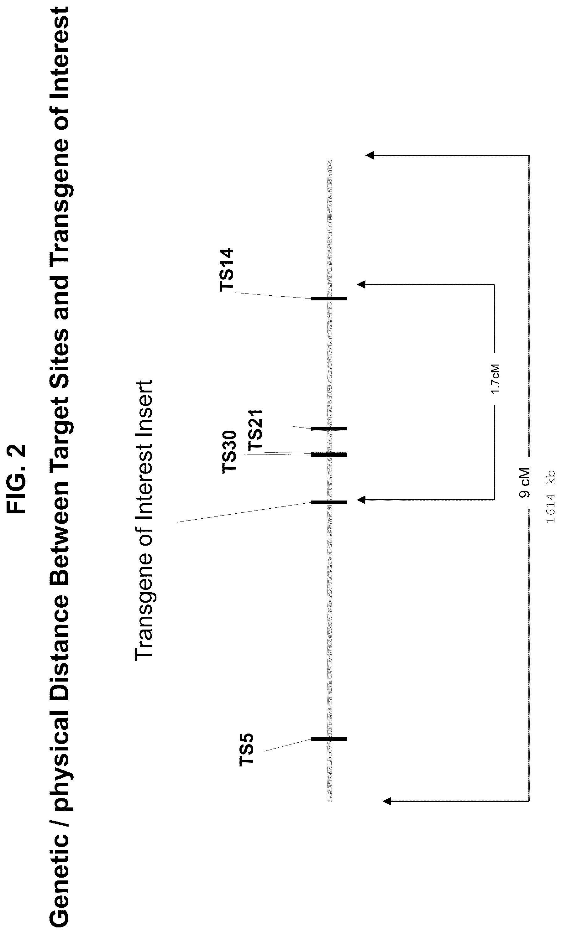 Patent US12338444 Figure 2 – Methods for producing a complex transgenic trait locus