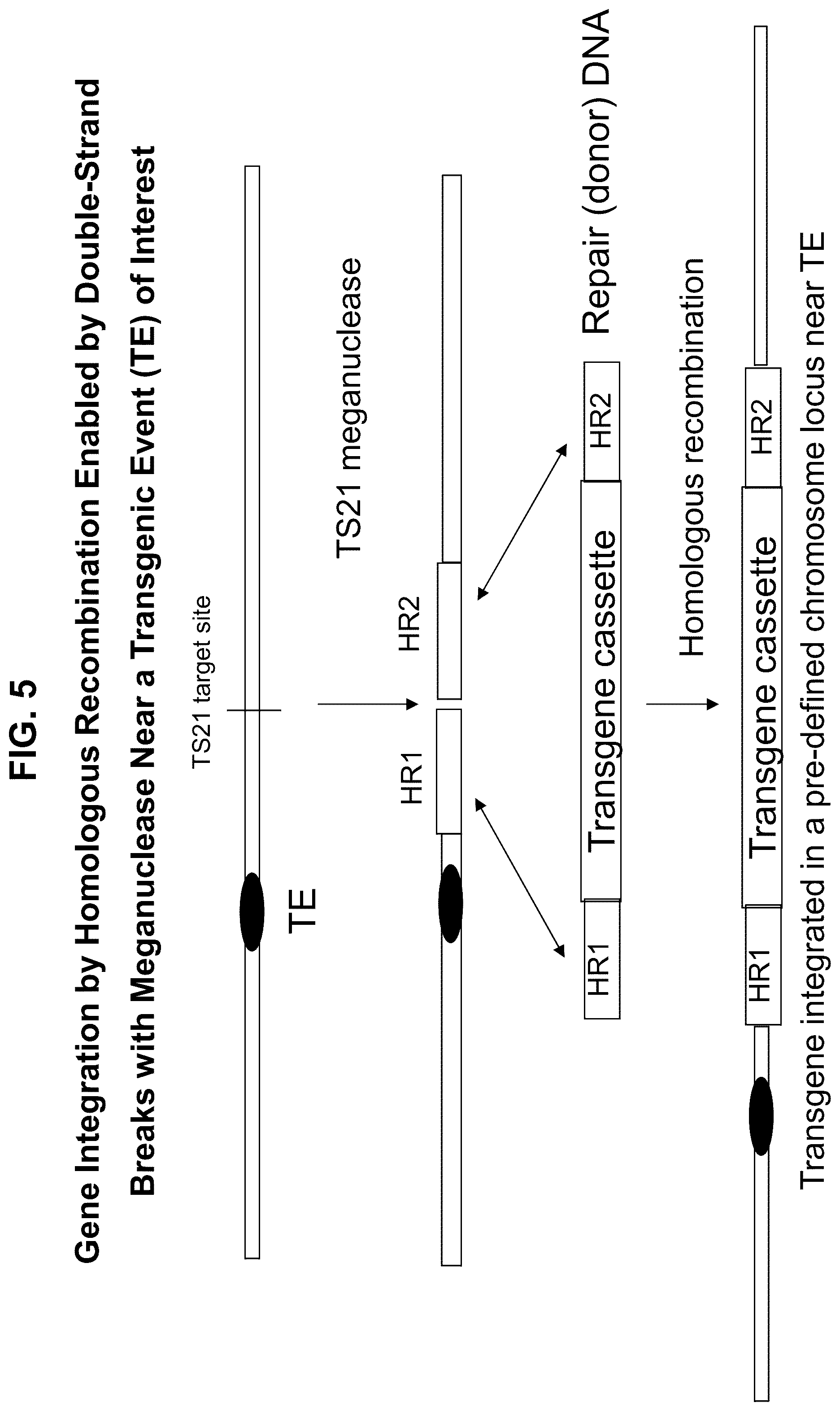 Patent US12338444 Figure 5 – Methods for producing a complex transgenic trait locus