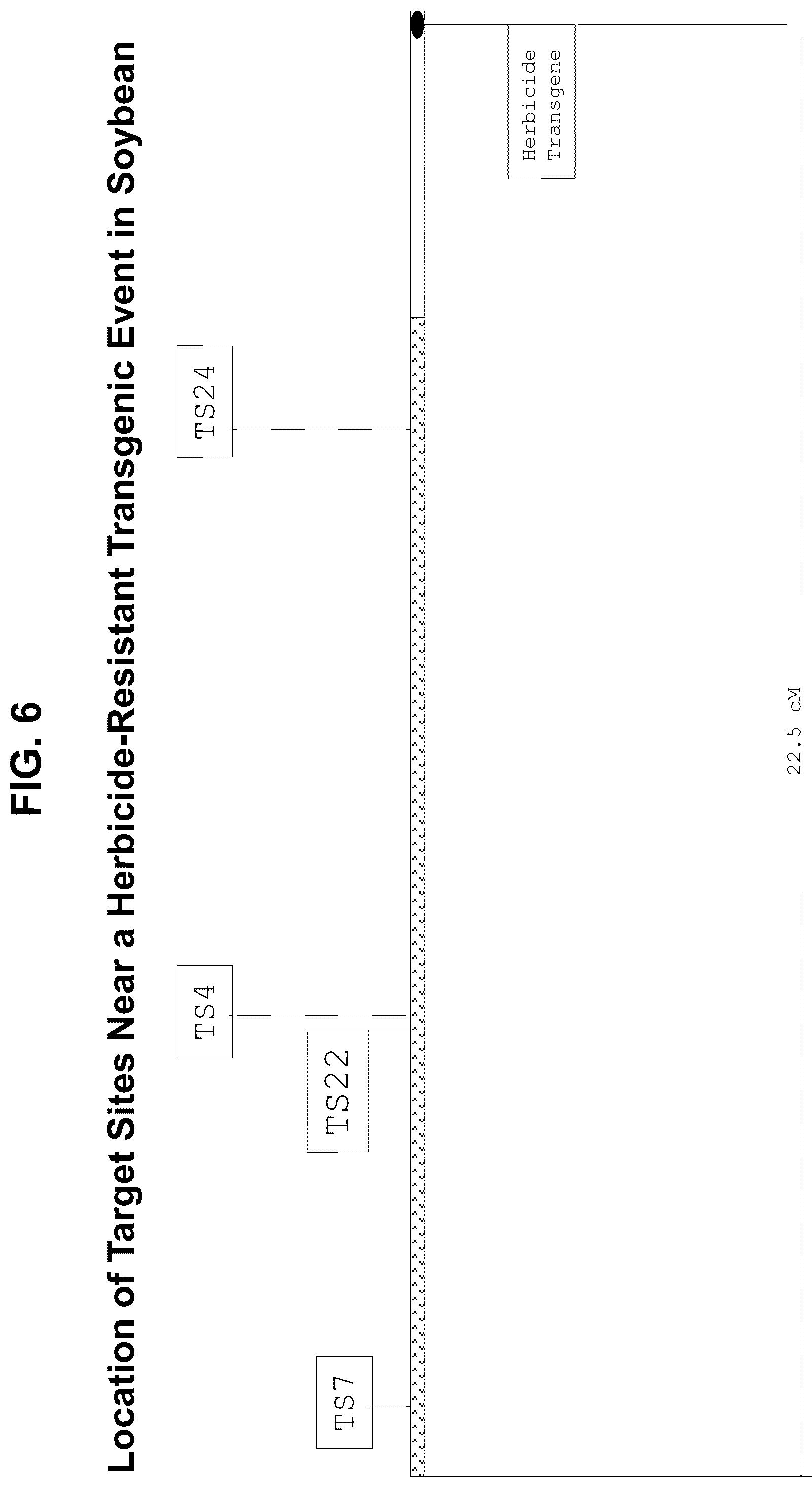 Patent US12338444 Figure 6 – Methods for producing a complex transgenic trait locus