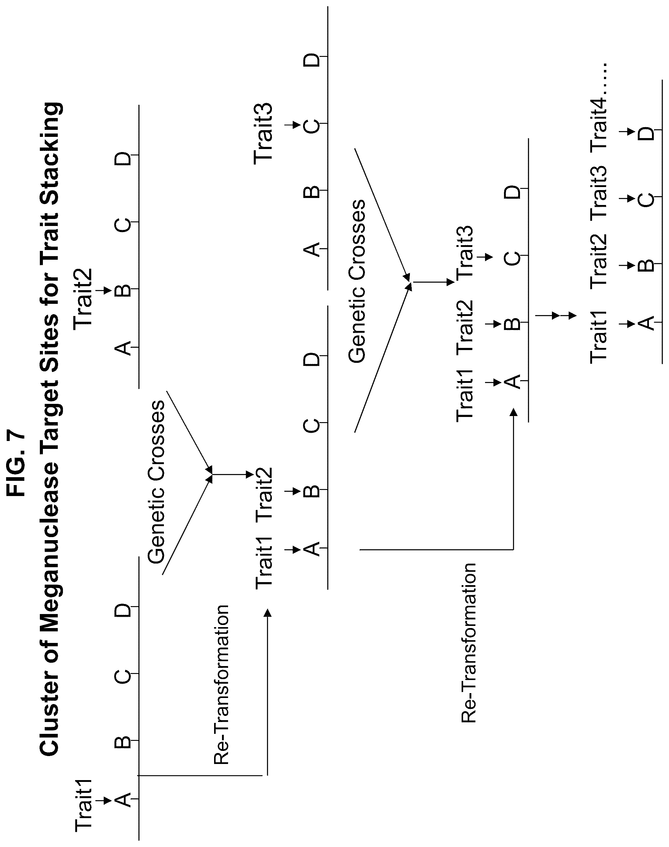 Patent US12338444 Figure 7 – Methods for producing a complex transgenic trait locus