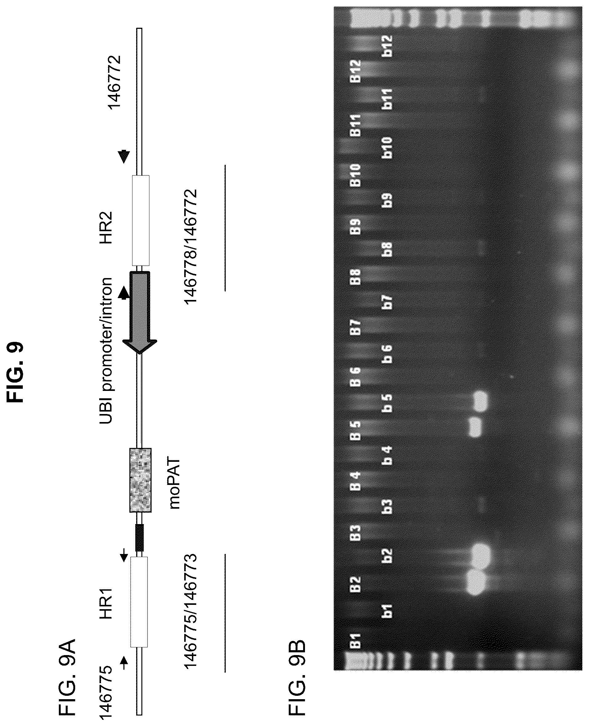 Patent US12338444 Figure 9 – Methods for producing a complex transgenic trait locus