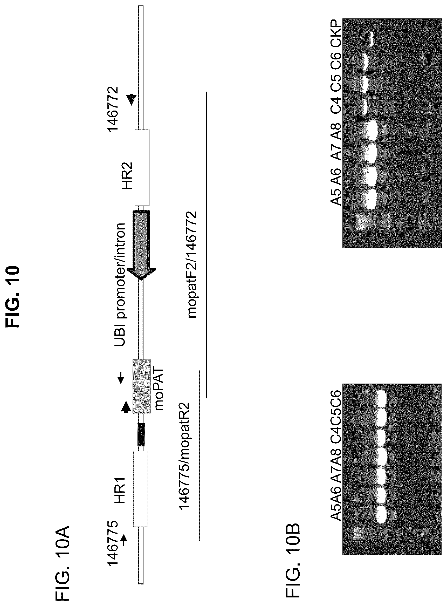 Patent US12338444 Figure 10 – Methods for producing a complex transgenic trait locus