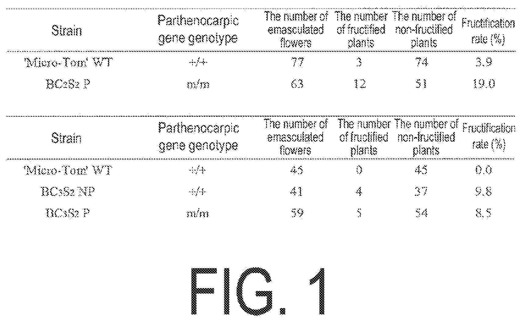 Patent US12338445 Figure 1 – Fruit-bearing plant exhibiting high temperature resistance, high yield, and parthenocarpy
