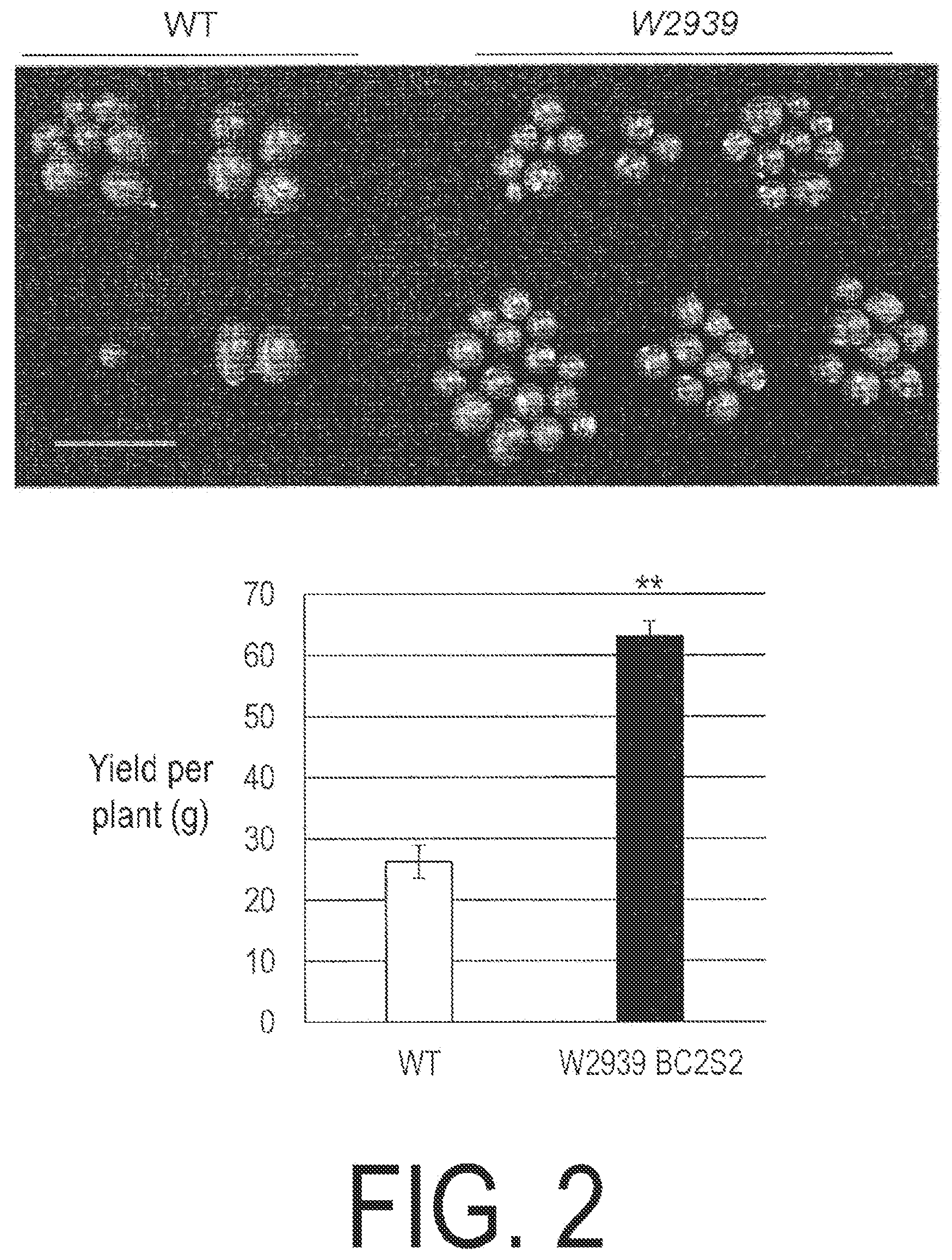 Patent US12338445 Figure 2 – Fruit-bearing plant exhibiting high temperature resistance, high yield, and parthenocarpy