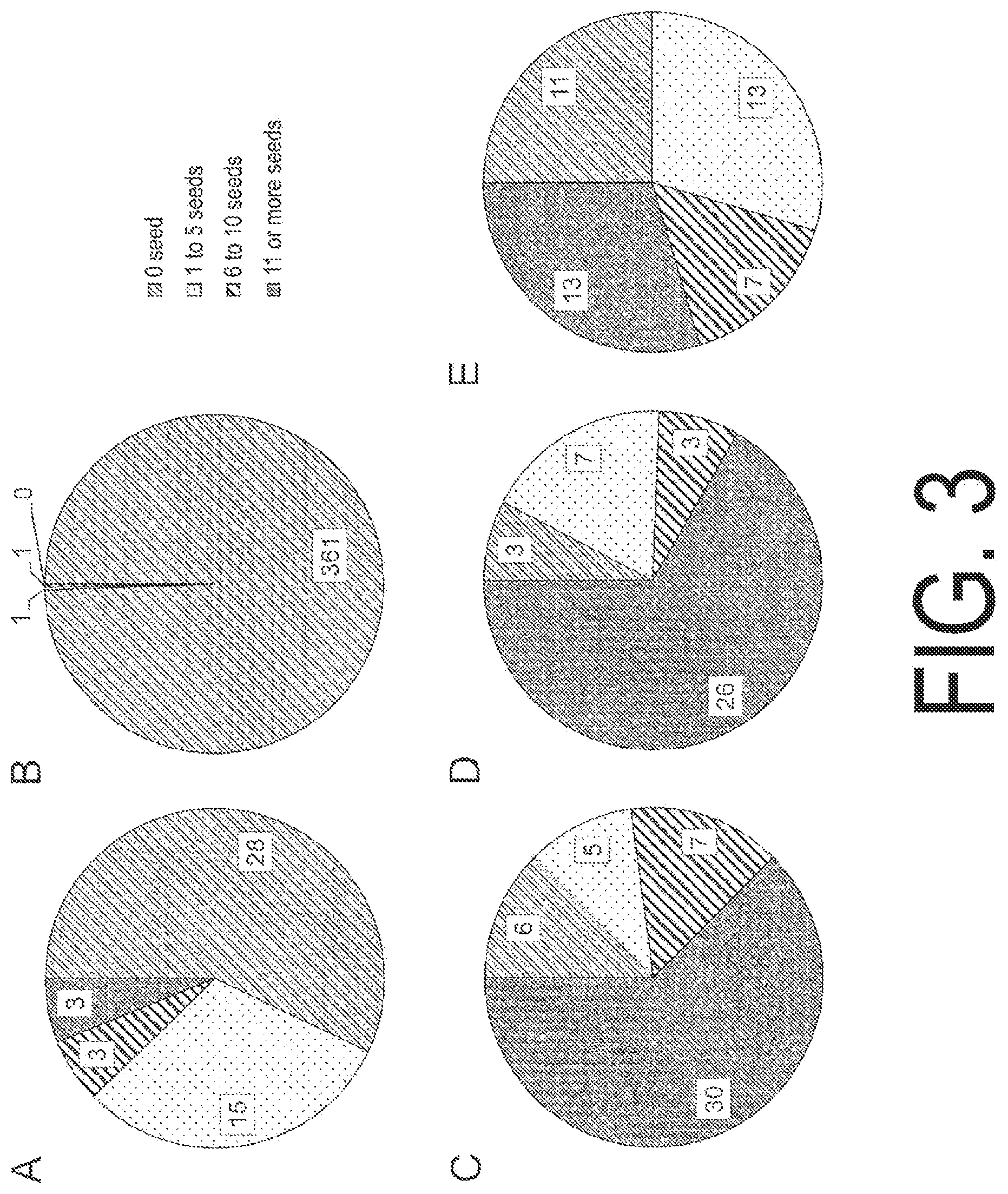 Patent US12338445 Figure 3 – Fruit-bearing plant exhibiting high temperature resistance, high yield, and parthenocarpy