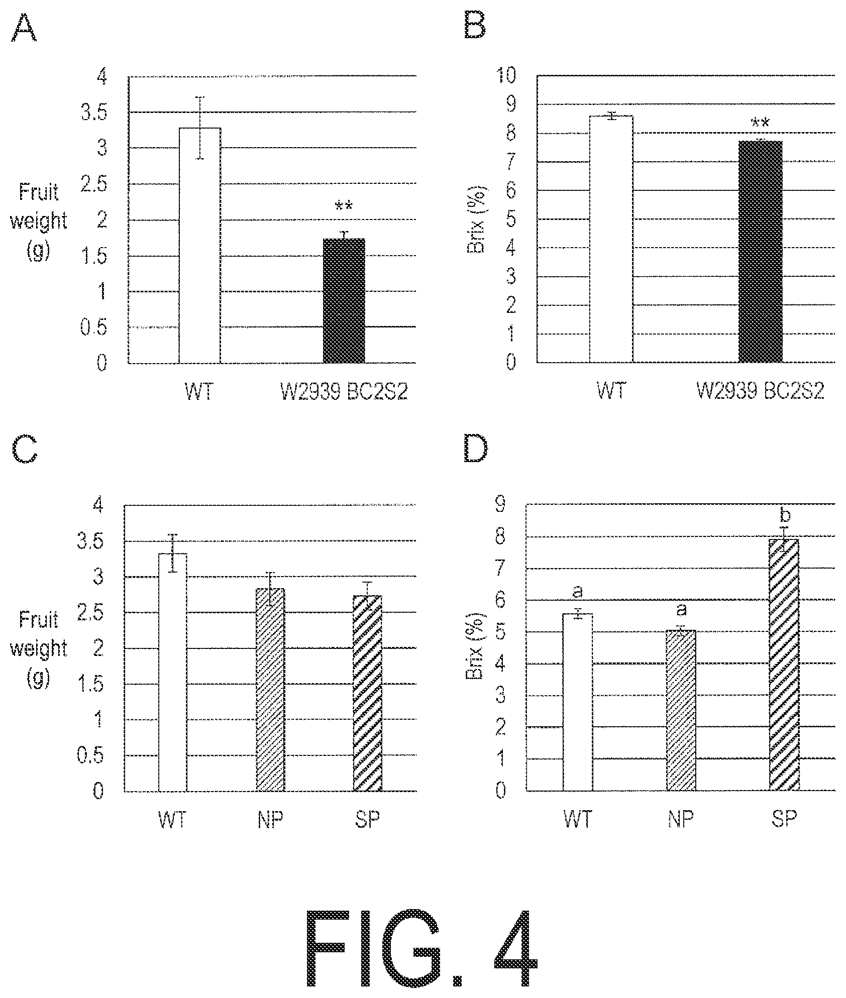 Patent US12338445 Figure 4 – Fruit-bearing plant exhibiting high temperature resistance, high yield, and parthenocarpy