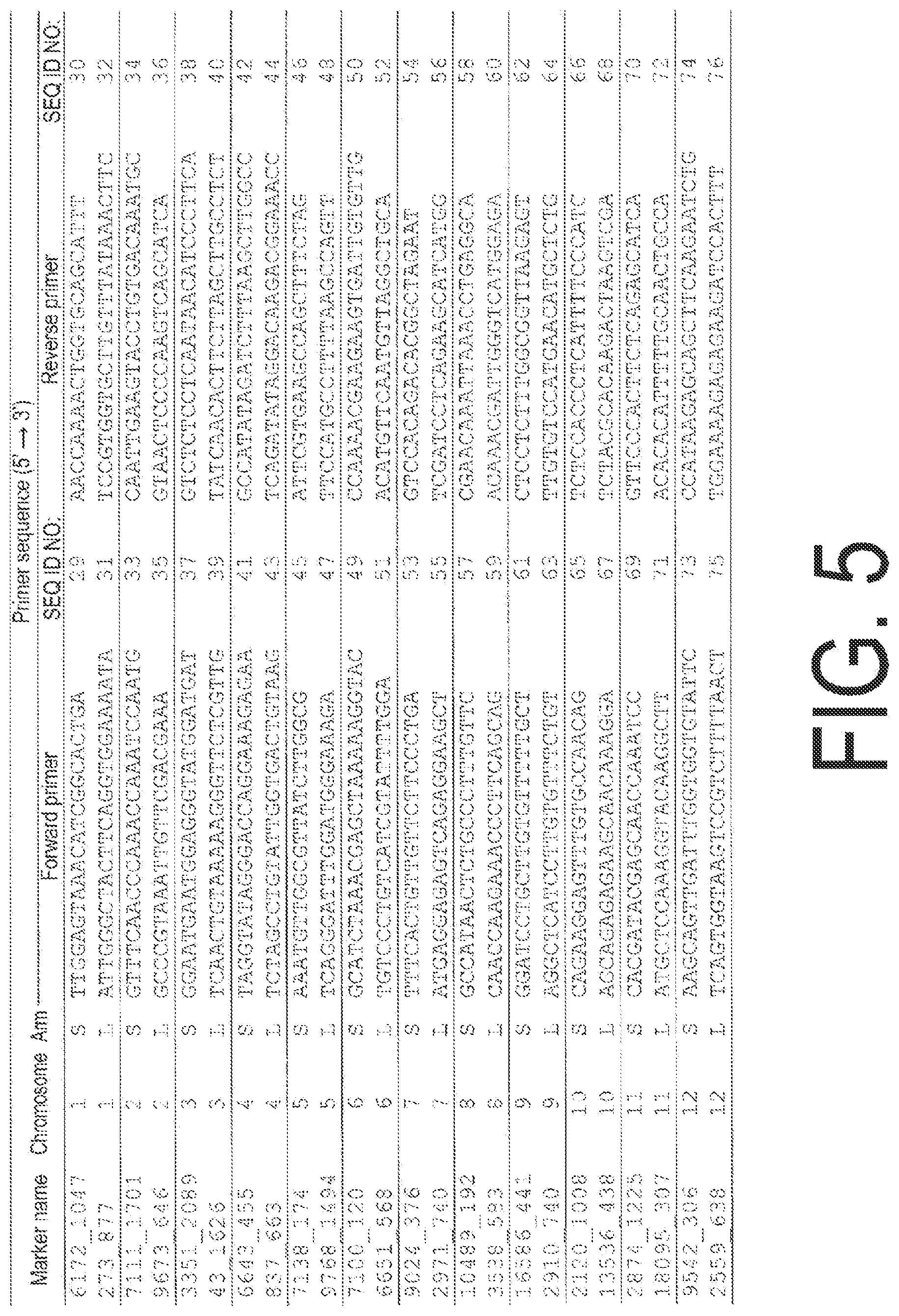 Patent US12338445 Figure 5 – Fruit-bearing plant exhibiting high temperature resistance, high yield, and parthenocarpy