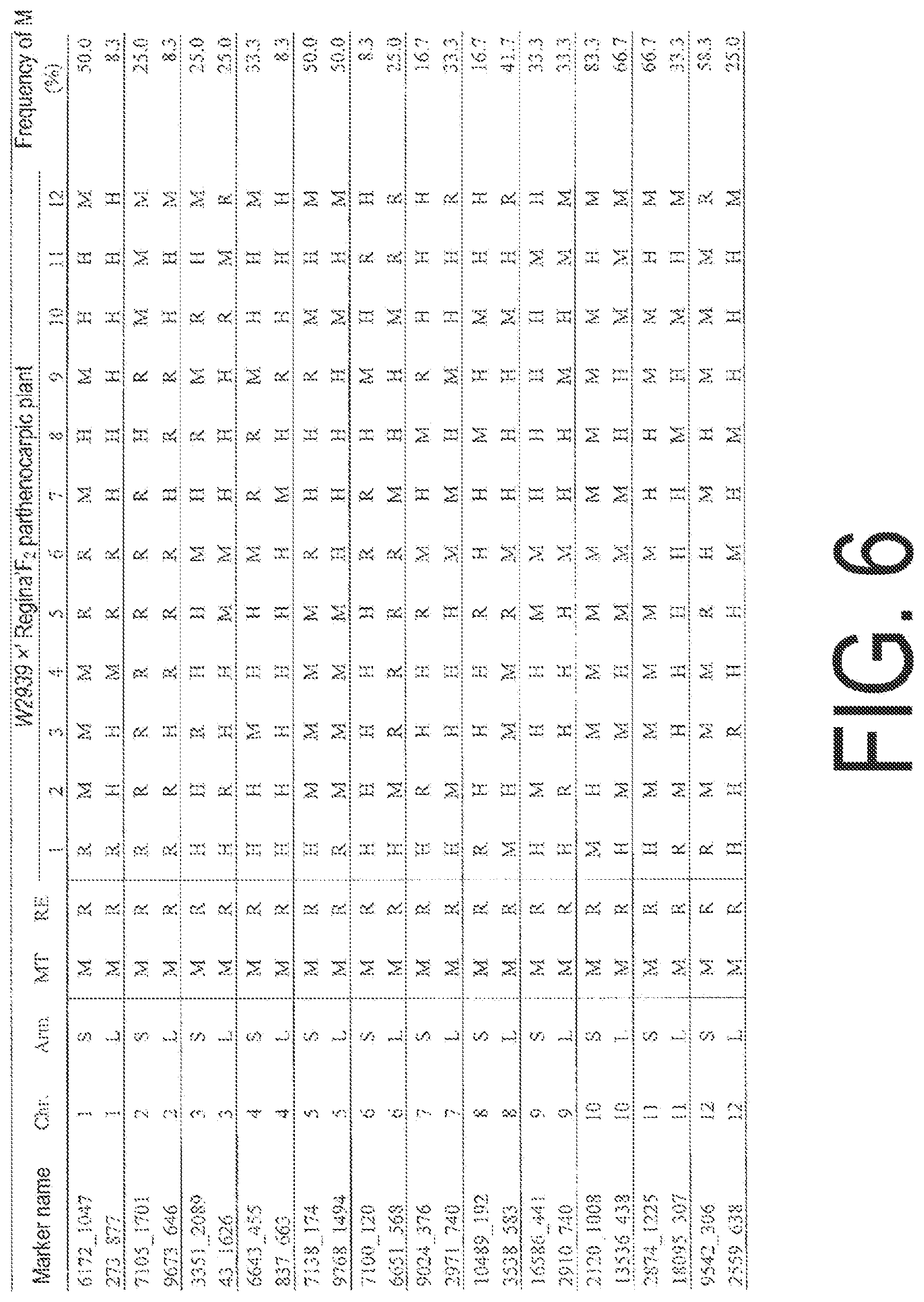 Patent US12338445 Figure 6 – Fruit-bearing plant exhibiting high temperature resistance, high yield, and parthenocarpy