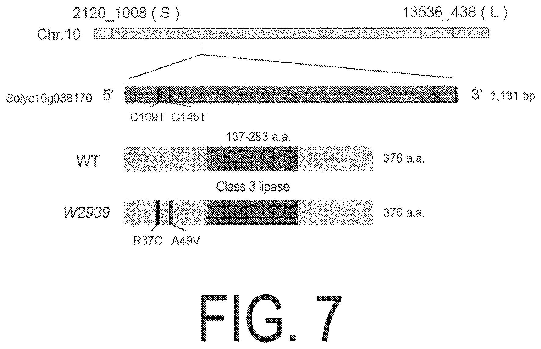 Patent US12338445 Figure 7 – Fruit-bearing plant exhibiting high temperature resistance, high yield, and parthenocarpy