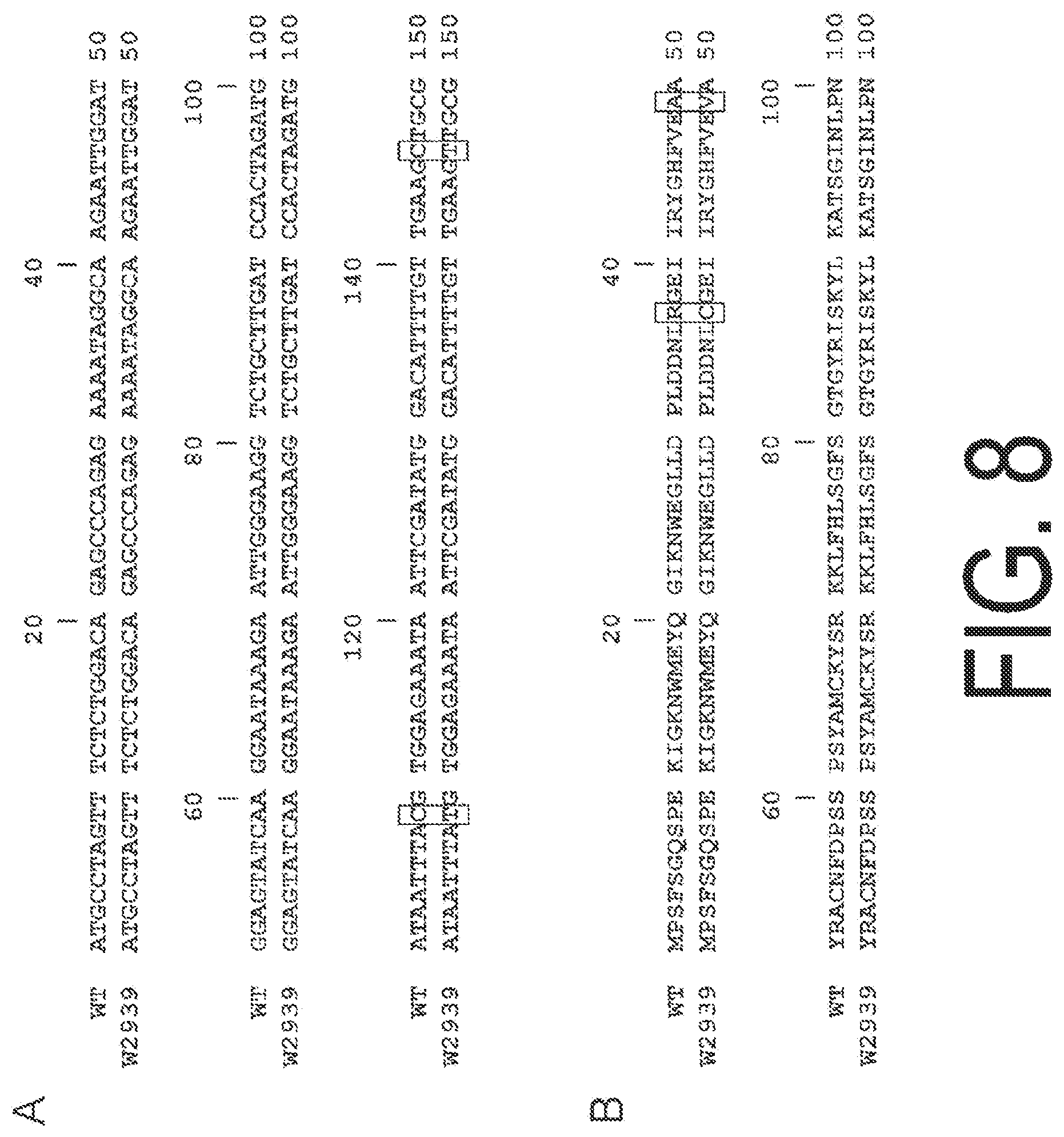Patent US12338445 Figure 8 – Fruit-bearing plant exhibiting high temperature resistance, high yield, and parthenocarpy