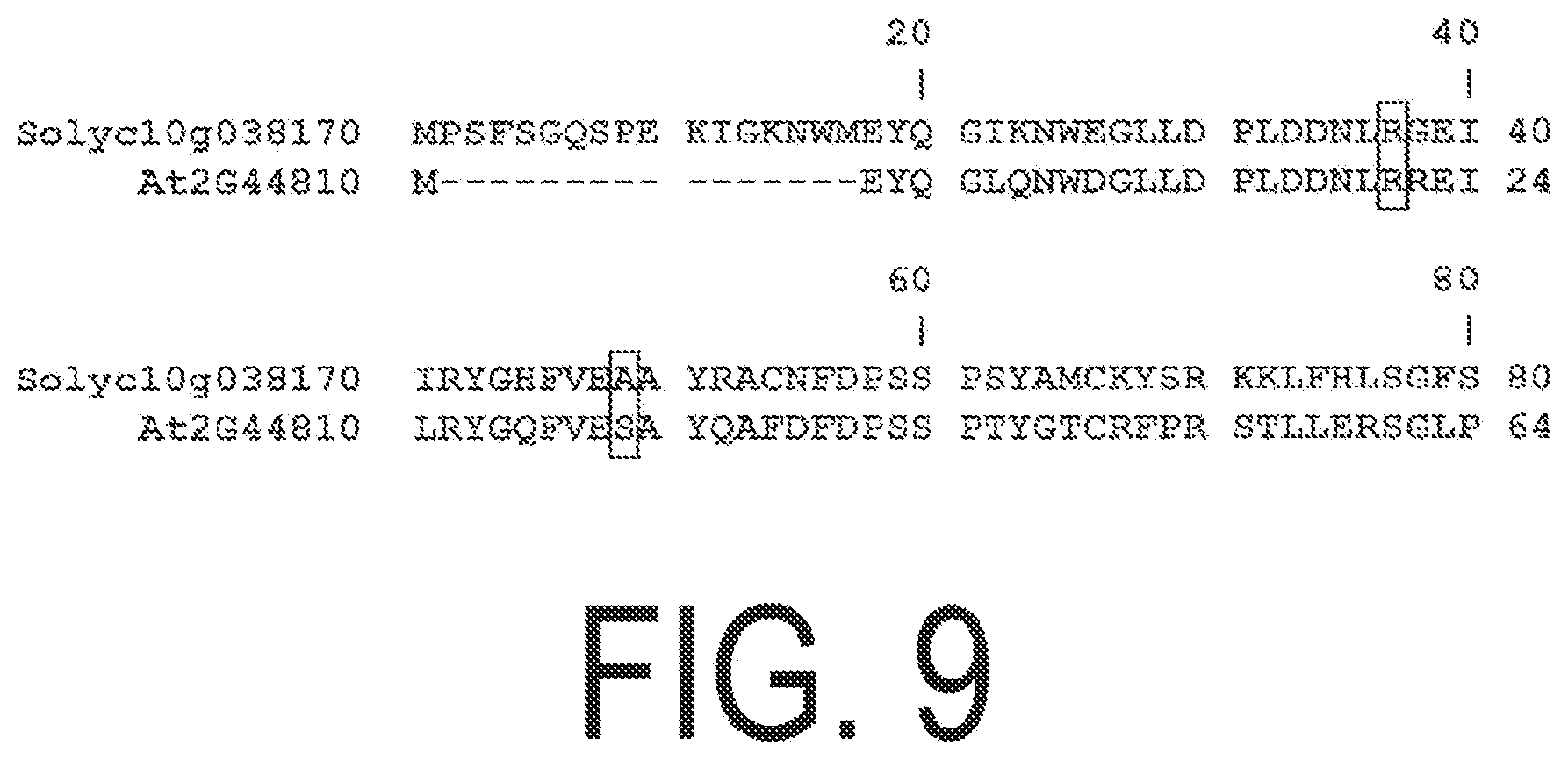 Patent US12338445 Figure 9 – Fruit-bearing plant exhibiting high temperature resistance, high yield, and parthenocarpy