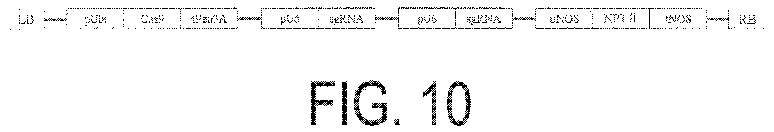 Patent US12338445 Figure 10 – Fruit-bearing plant exhibiting high temperature resistance, high yield, and parthenocarpy