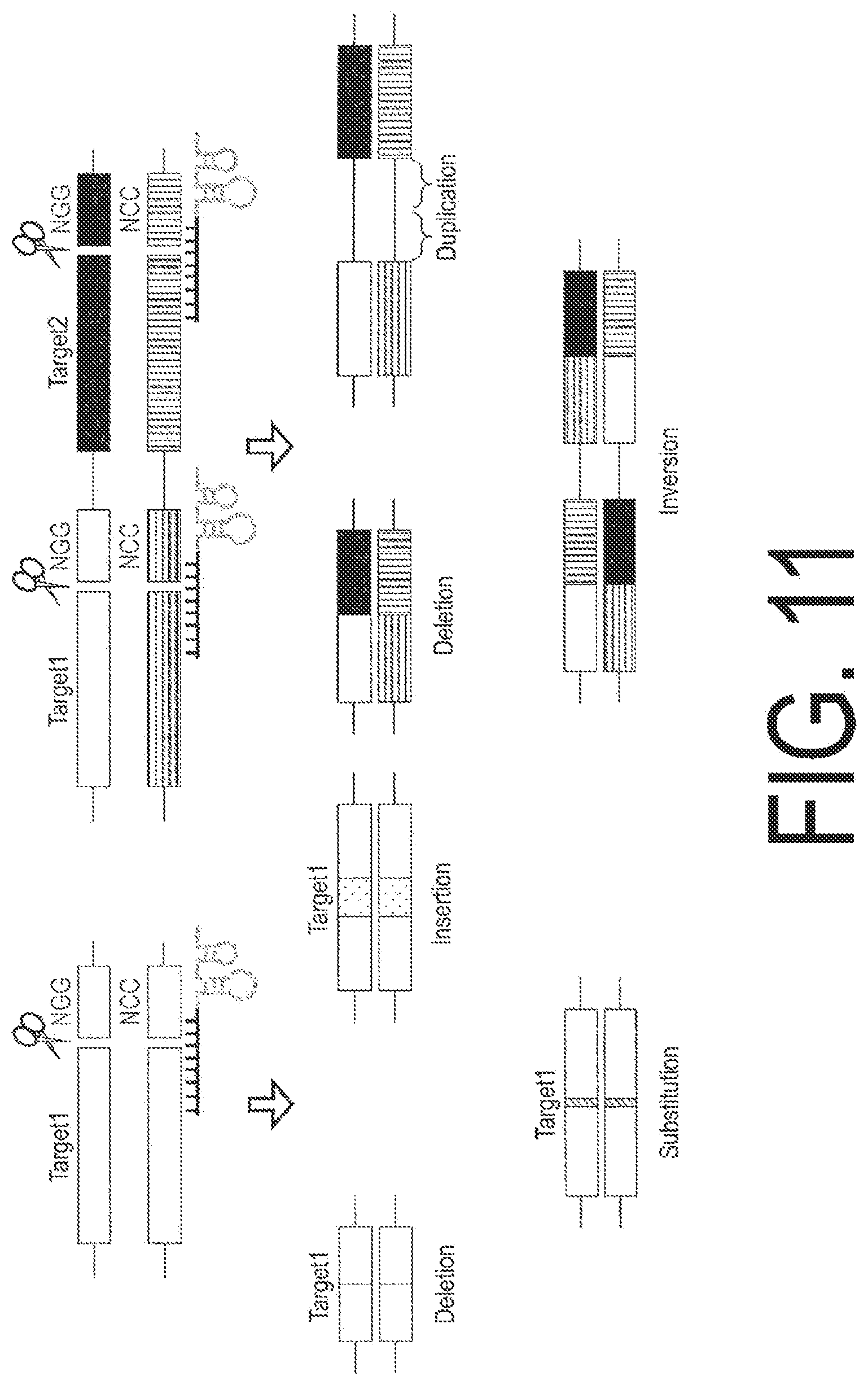 Patent US12338445 Figure 11 – Fruit-bearing plant exhibiting high temperature resistance, high yield, and parthenocarpy