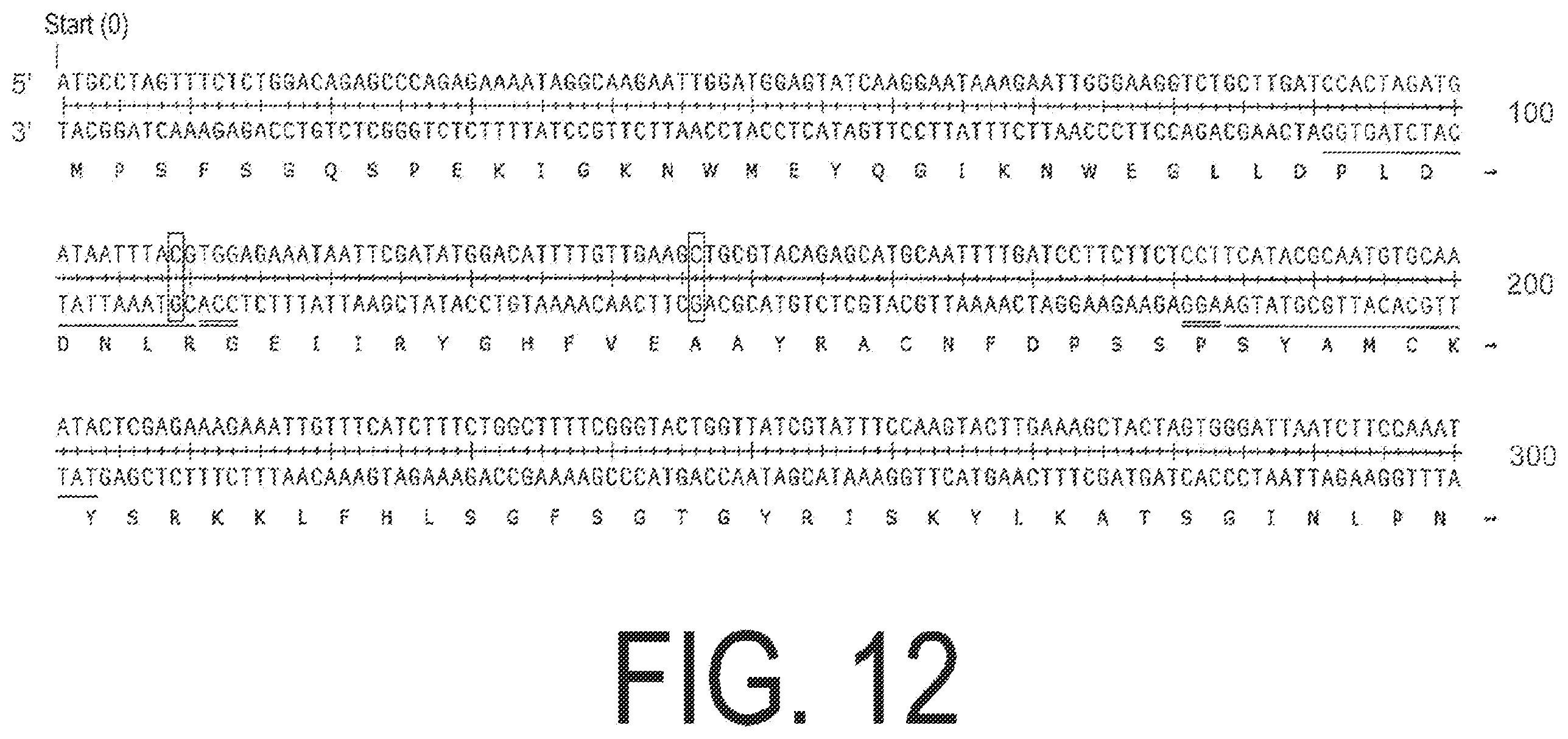 Patent US12338445 Figure 12 – Fruit-bearing plant exhibiting high temperature resistance, high yield, and parthenocarpy