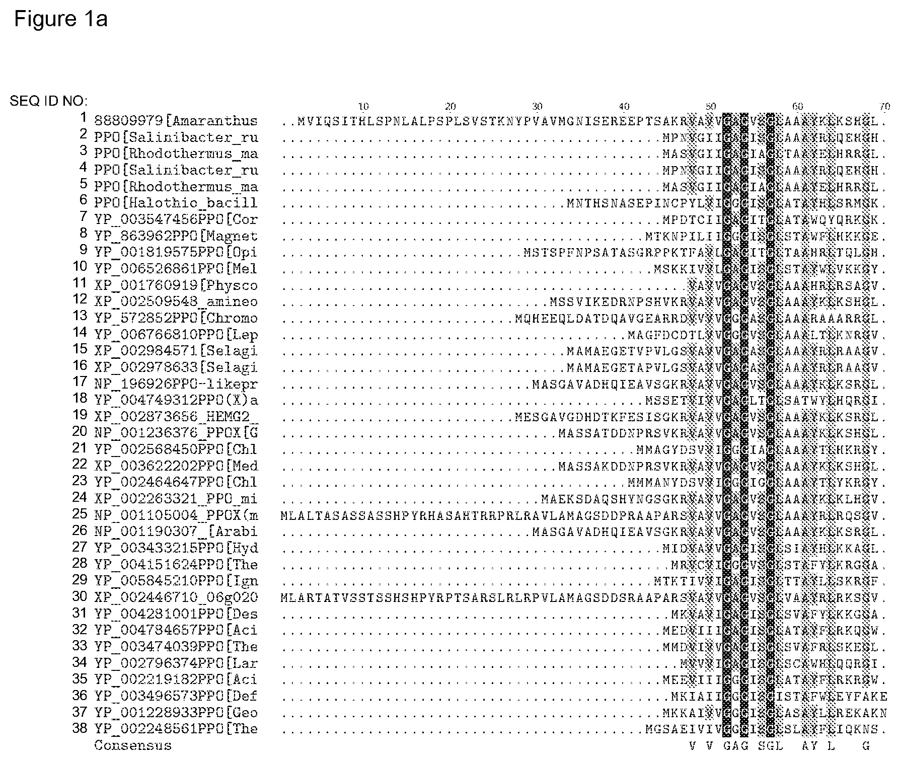 Patent US12338446 Figure 1 – Plants having increased tolerance to herbicides