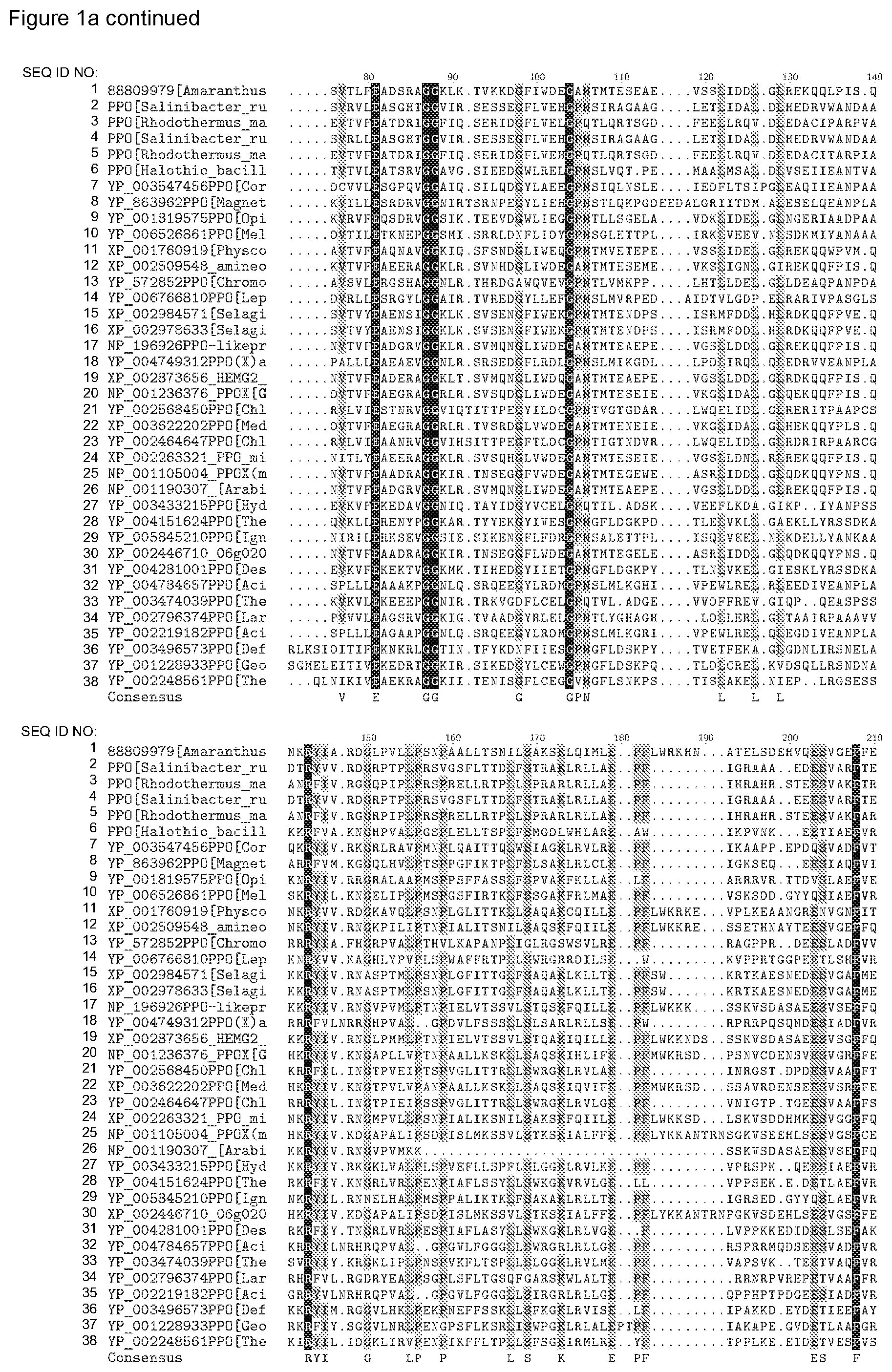 Patent US12338446 Figure 2 – Plants having increased tolerance to herbicides