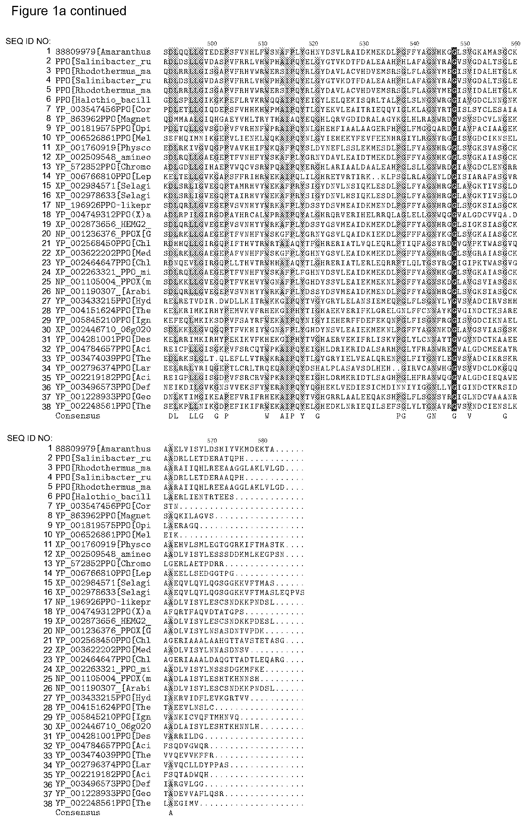 Patent US12338446 Figure 5 – Plants having increased tolerance to herbicides