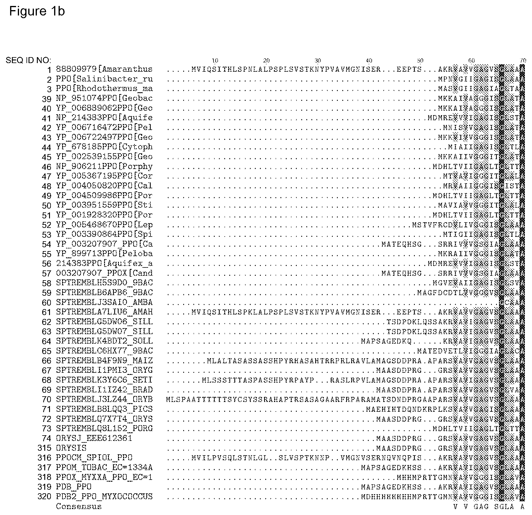 Patent US12338446 Figure 7 – Plants having increased tolerance to herbicides