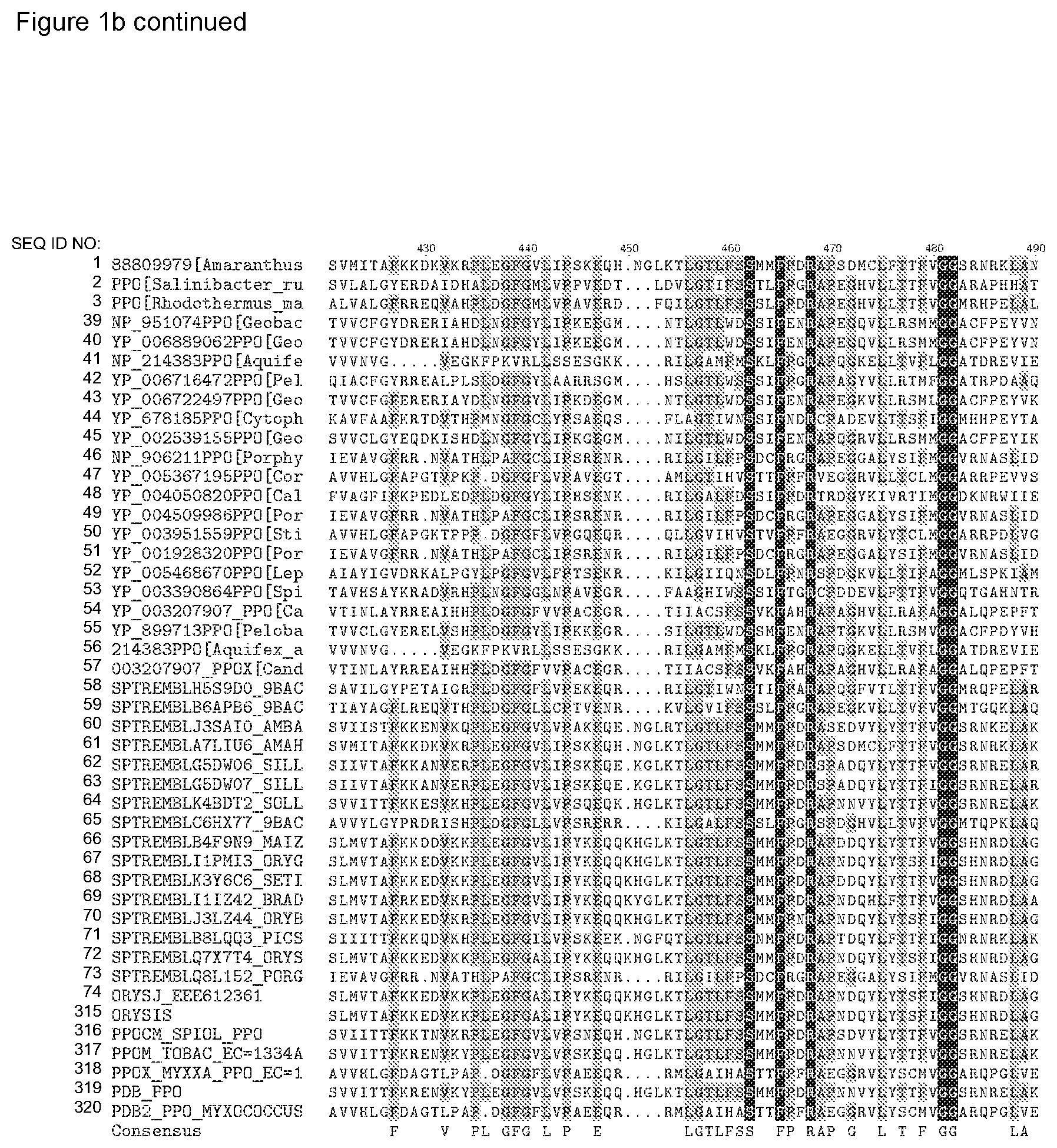 Patent US12338446 Figure 13 – Plants having increased tolerance to herbicides