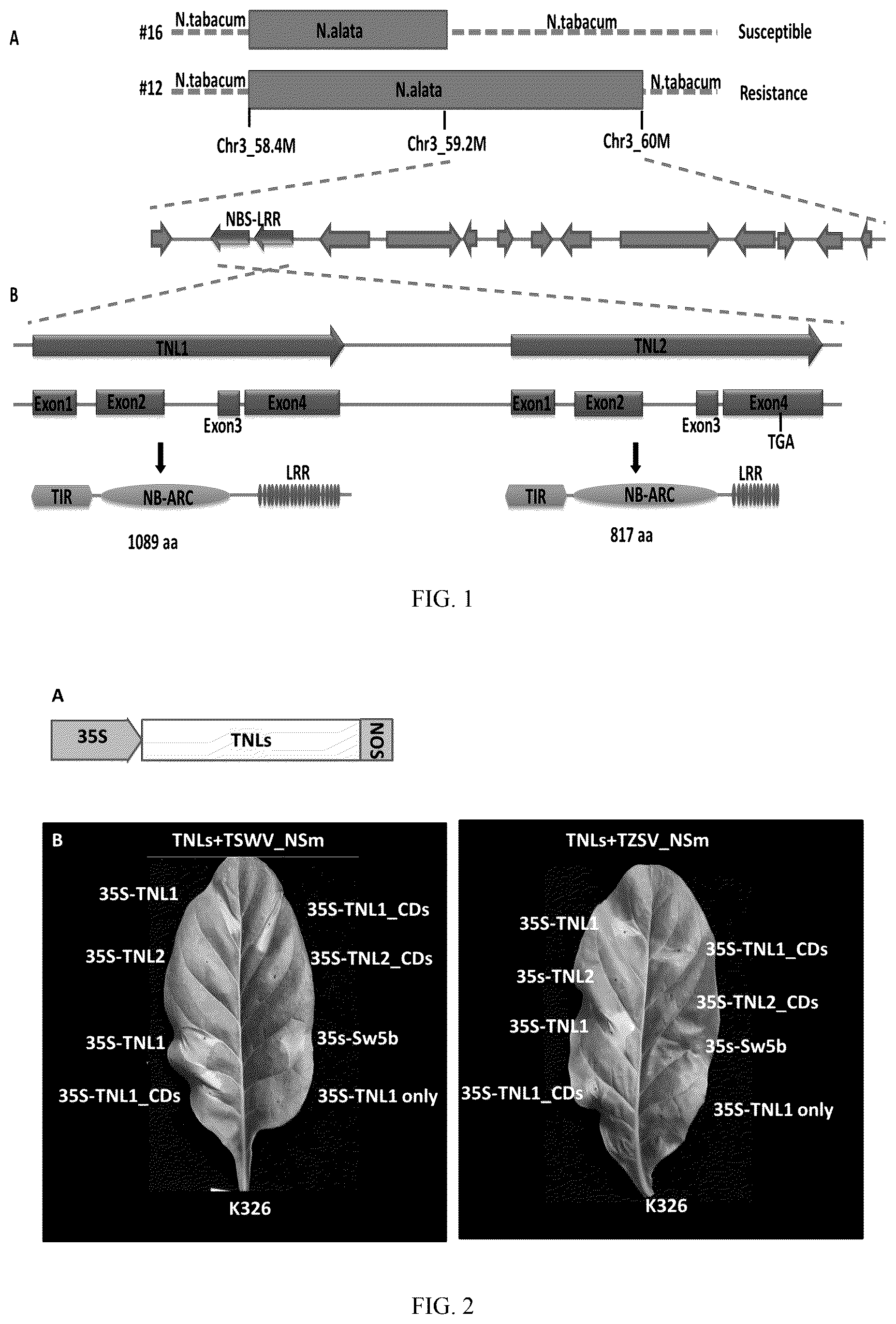 Patent US12338447 Figure 1 – Spotted wilt disease resistance gene RTSW from tobacco and use thereof