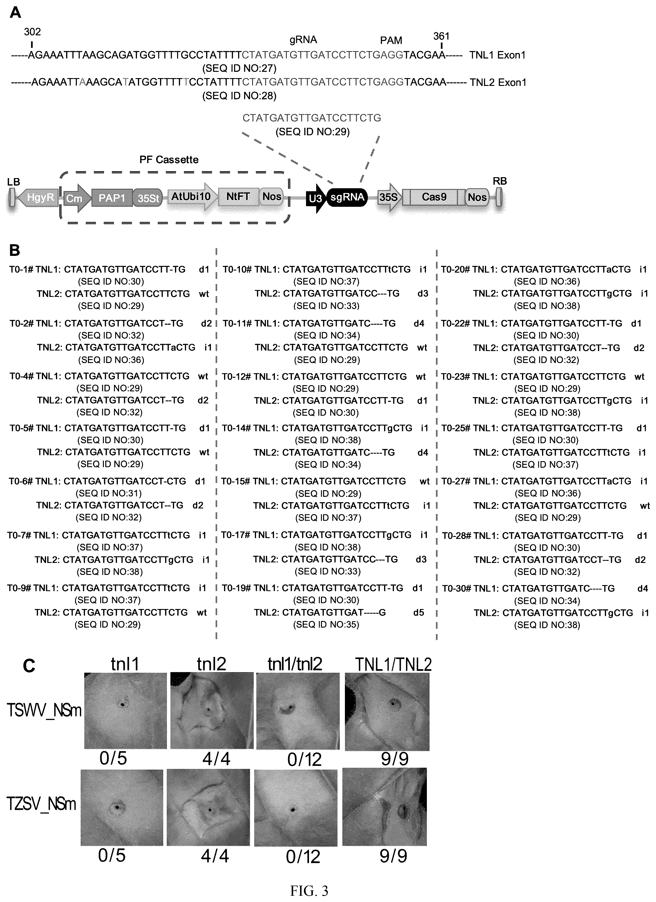 Patent US12338447 Figure 2 – Spotted wilt disease resistance gene RTSW from tobacco and use thereof