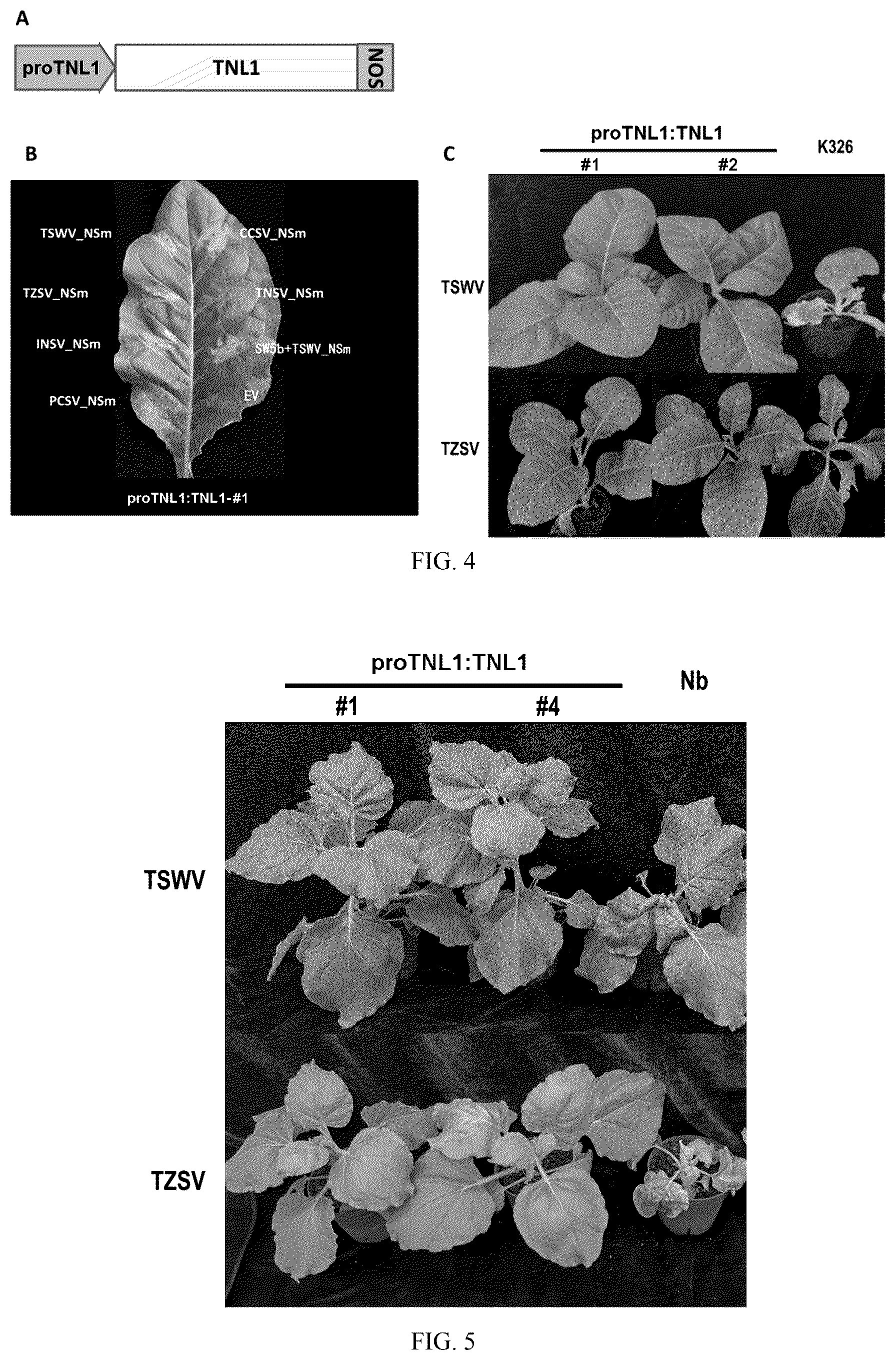 Patent US12338447 Figure 3 – Spotted wilt disease resistance gene RTSW from tobacco and use thereof
