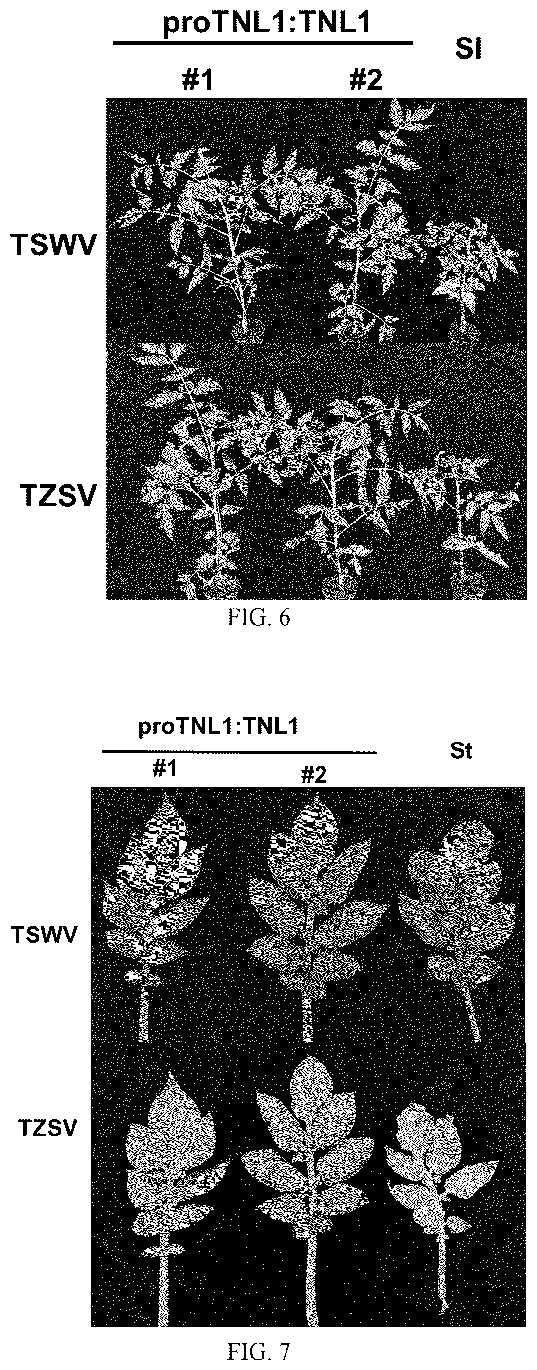 Patent US12338447 Figure 4 – Spotted wilt disease resistance gene RTSW from tobacco and use thereof