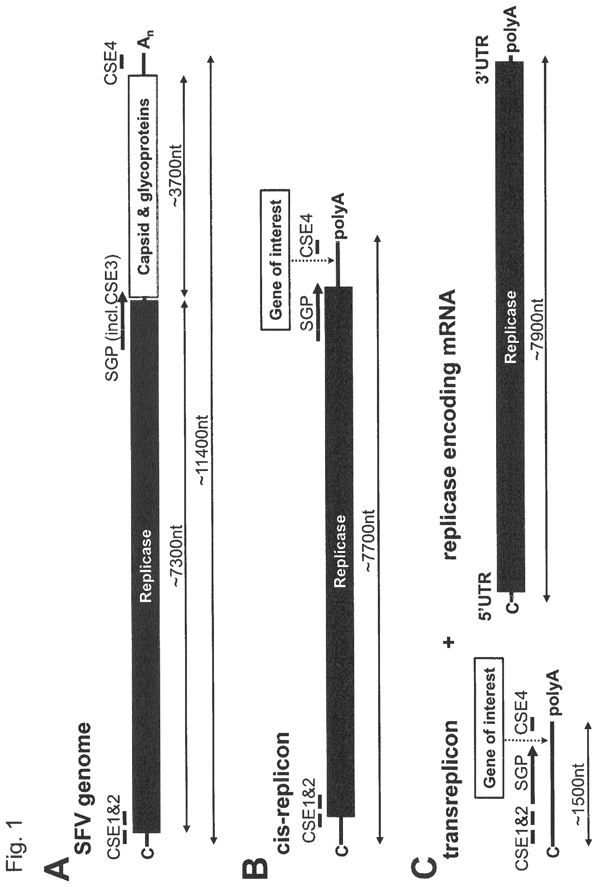 Patent US12338448 Figure 1 – Trans-replicating RNA