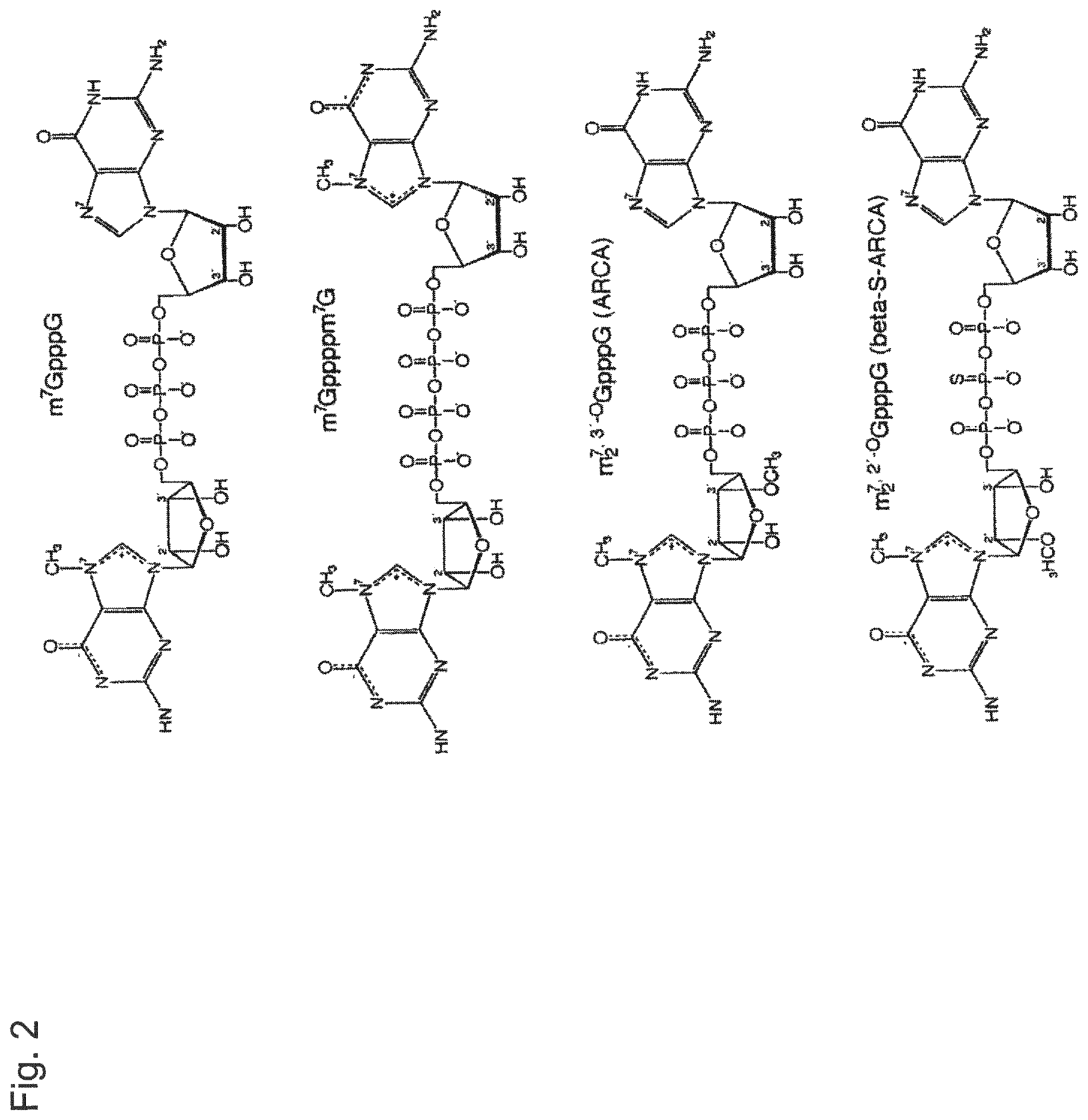 Patent US12338448 Figure 2 – Trans-replicating RNA
