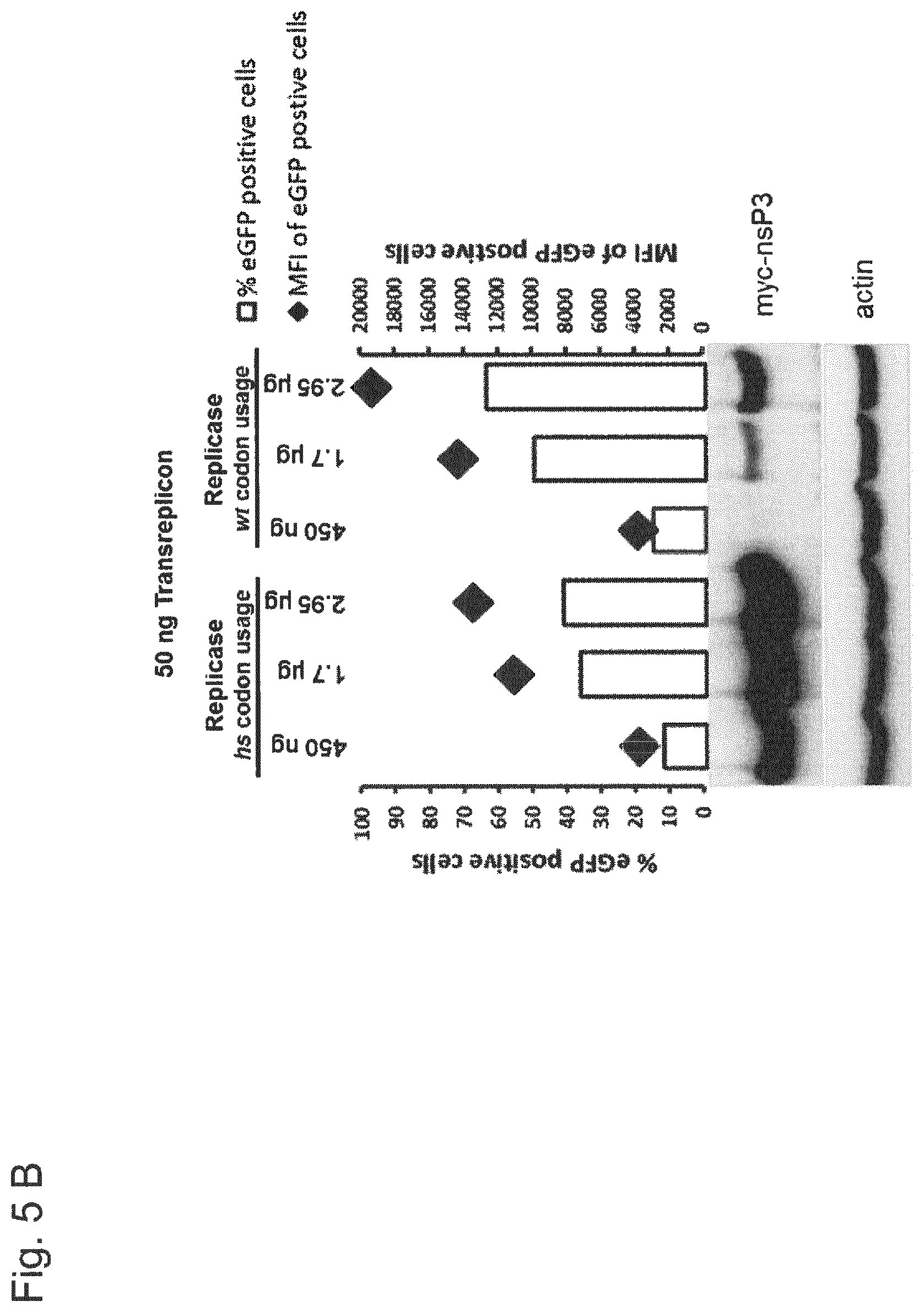 Patent US12338448 Figure 6 – Trans-replicating RNA