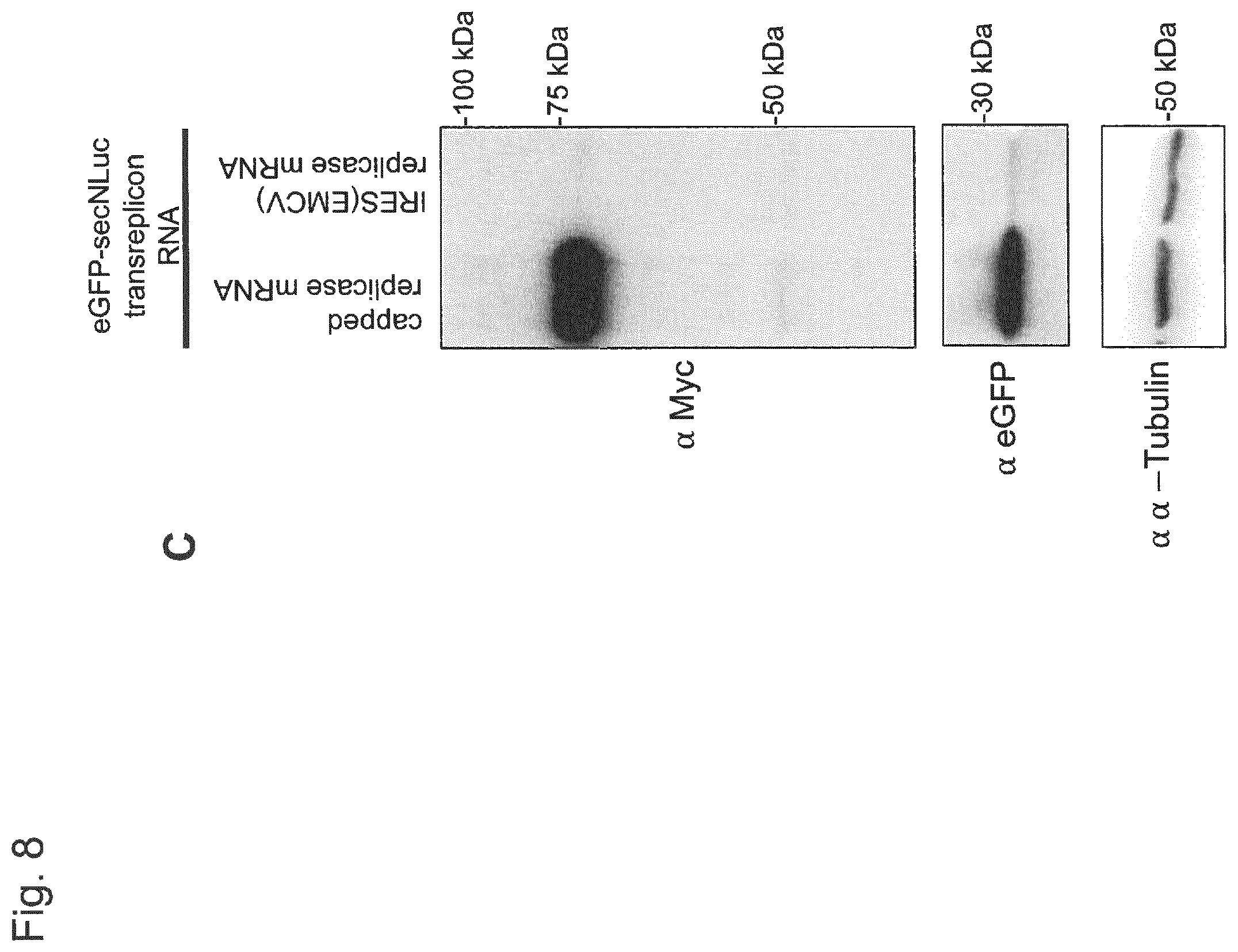 Patent US12338448 Figure 10 – Trans-replicating RNA