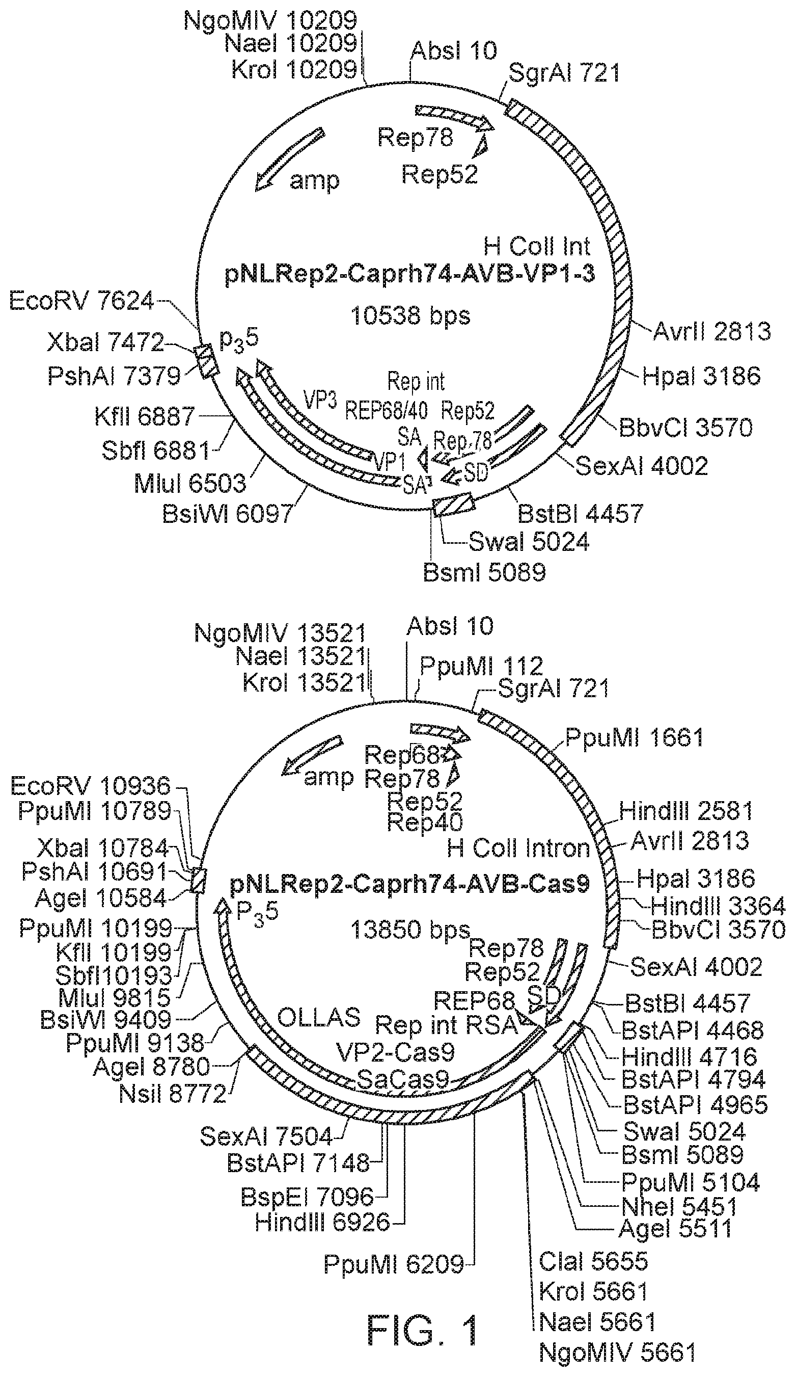 Patent US12338449 Figure 1 – Enhanced modified viral capsid proteins