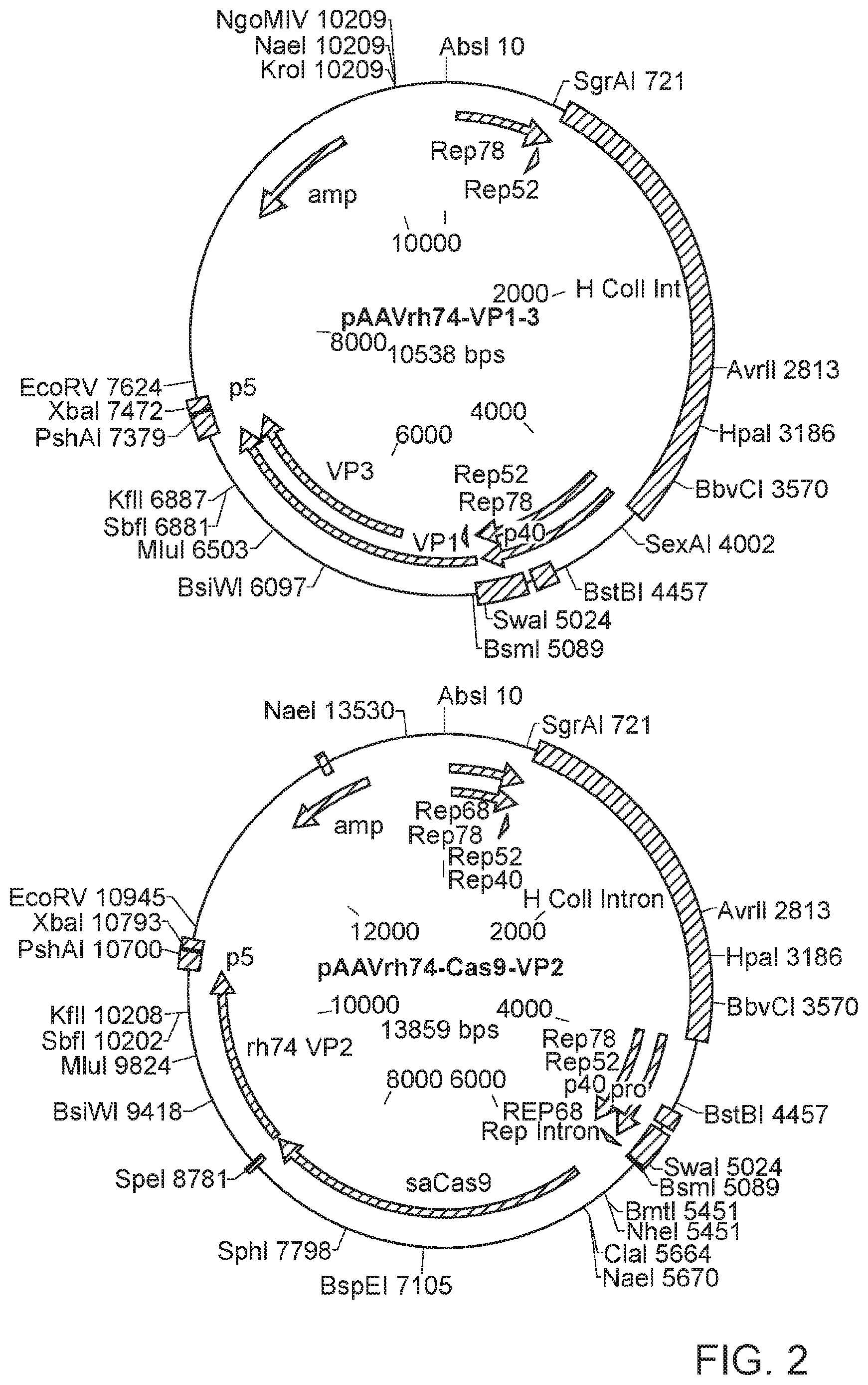 Patent US12338449 Figure 2 – Enhanced modified viral capsid proteins